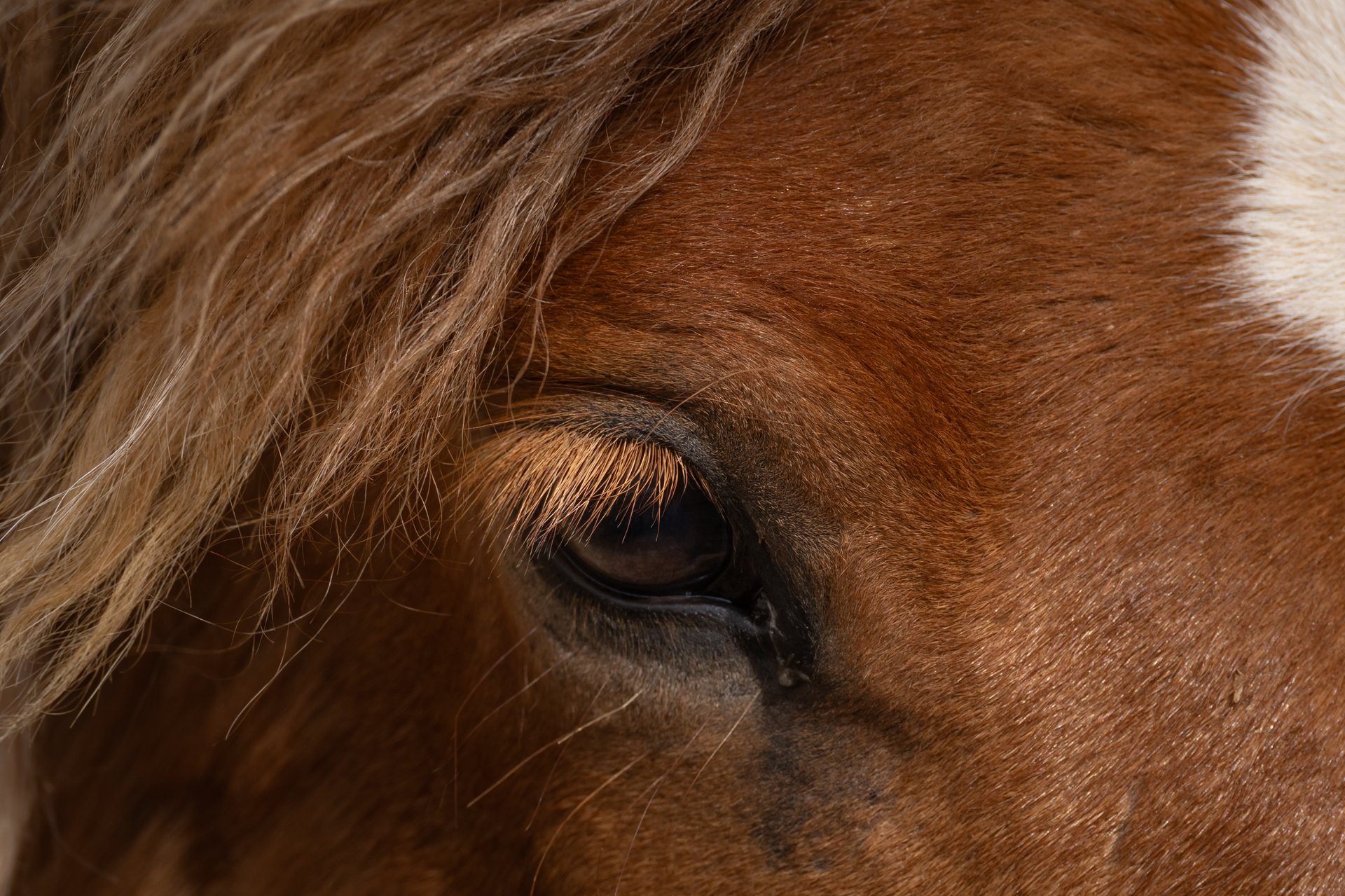 Icelandic horse close-up thick mane characteristic breed
