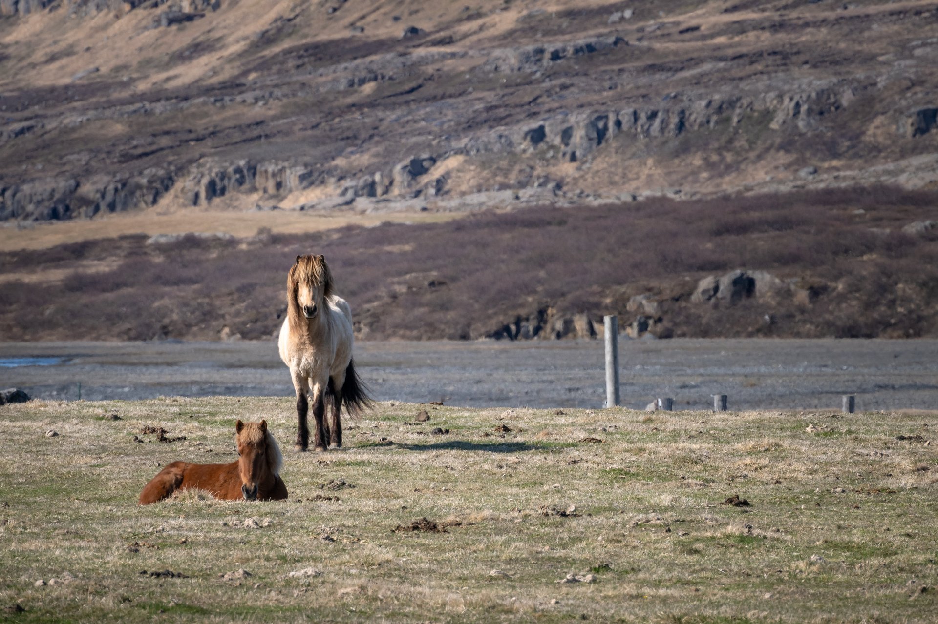 Icelandic horse portrait unique breed friendly nature