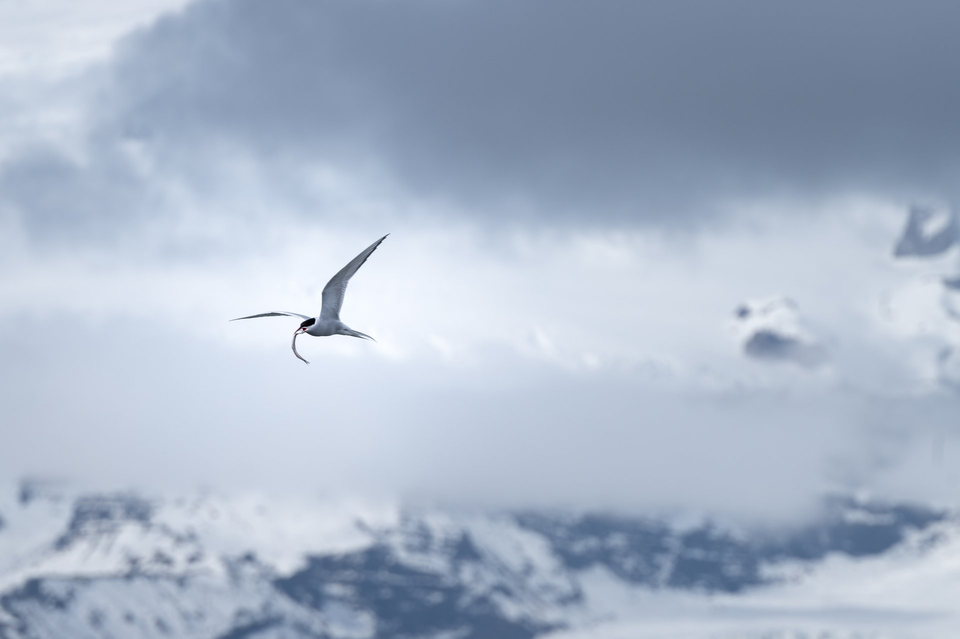 Arctic tern Kría flying Vatnajökull glacier wildlife