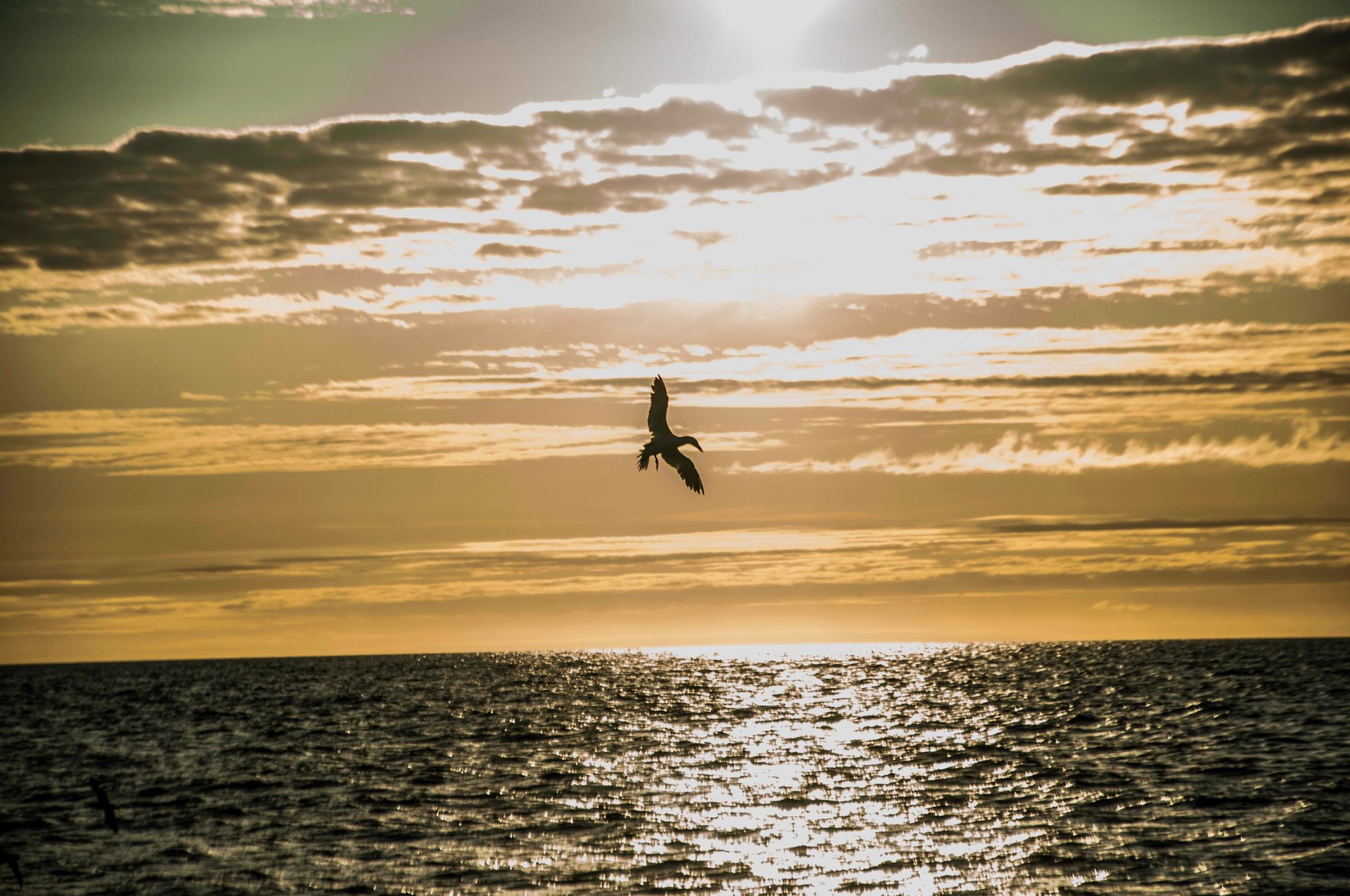 Bird on Iceland's coast during the midnight sun