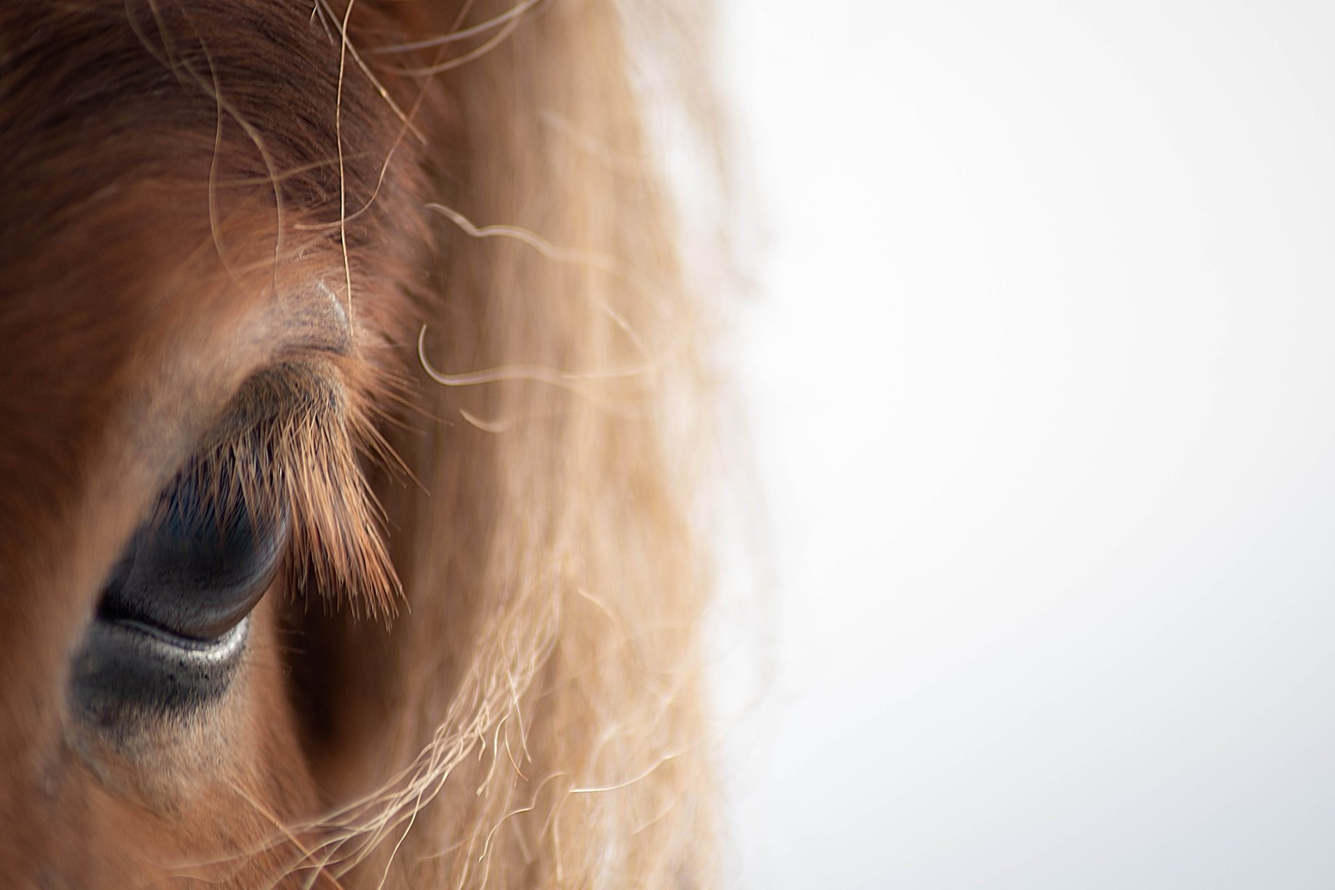 Icelandic horses at Skálakot in winter