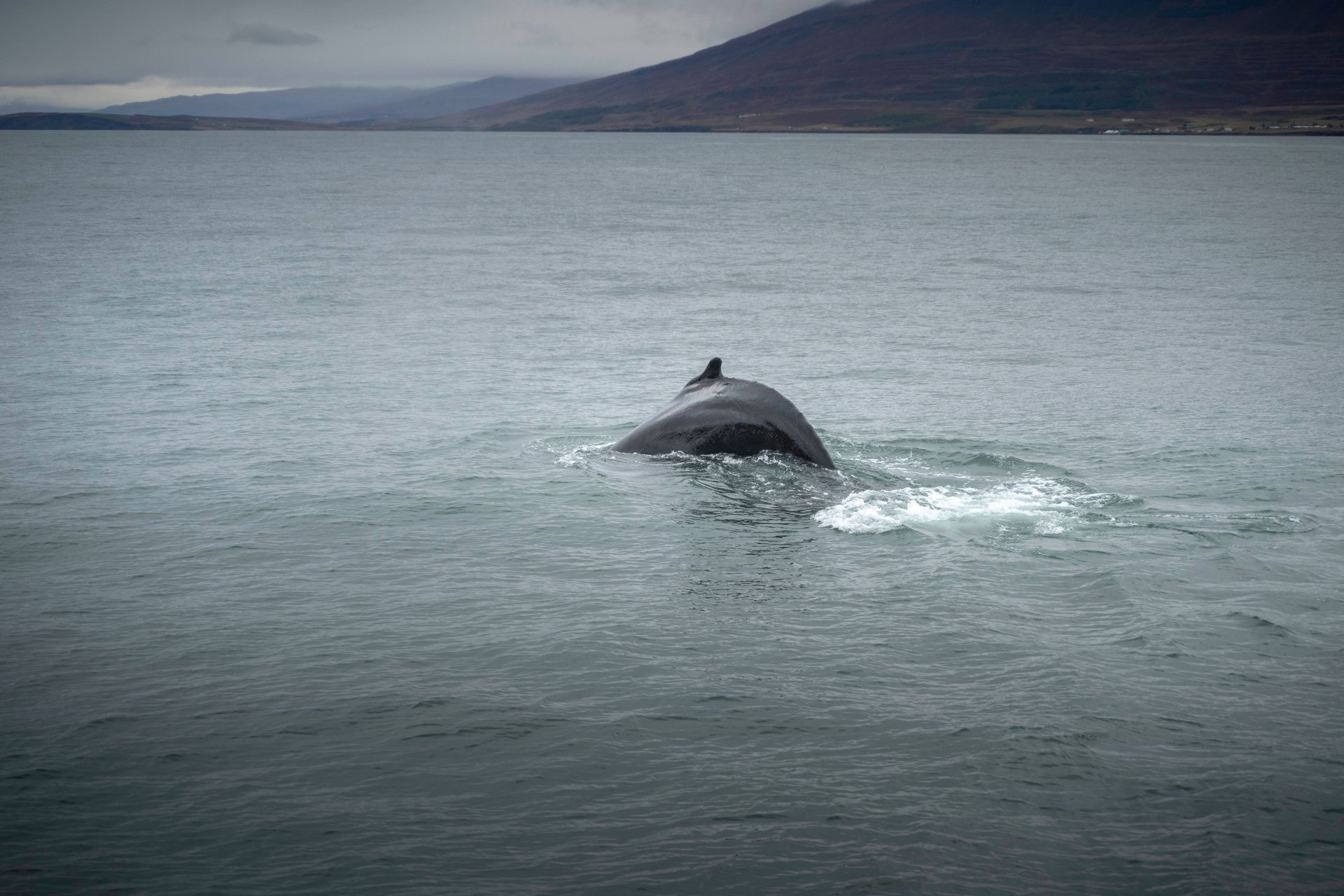 Humpback whale breaching off Húsavík North Iceland