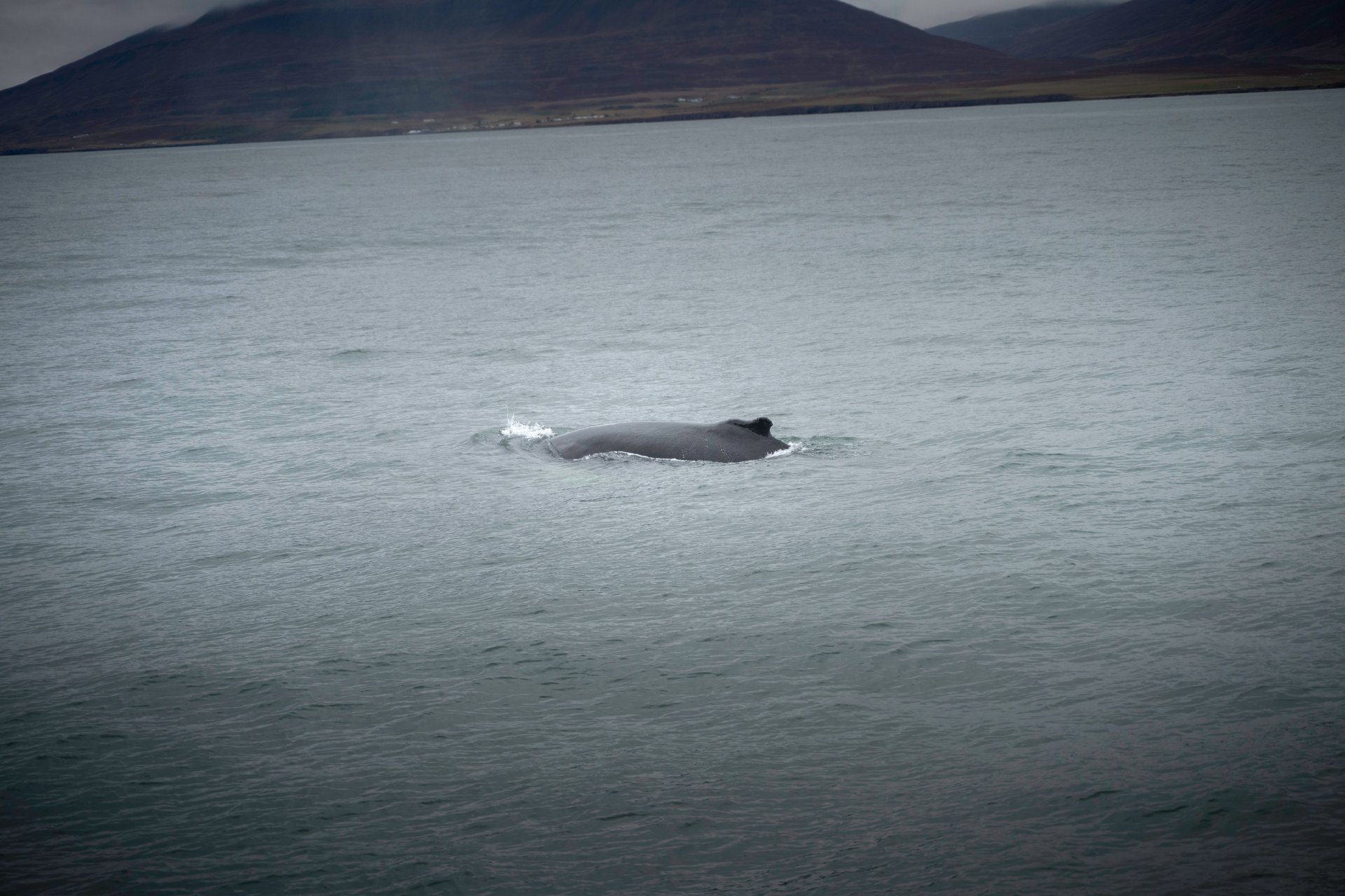 Whale watching boat off the coast of North Iceland near Akureyri