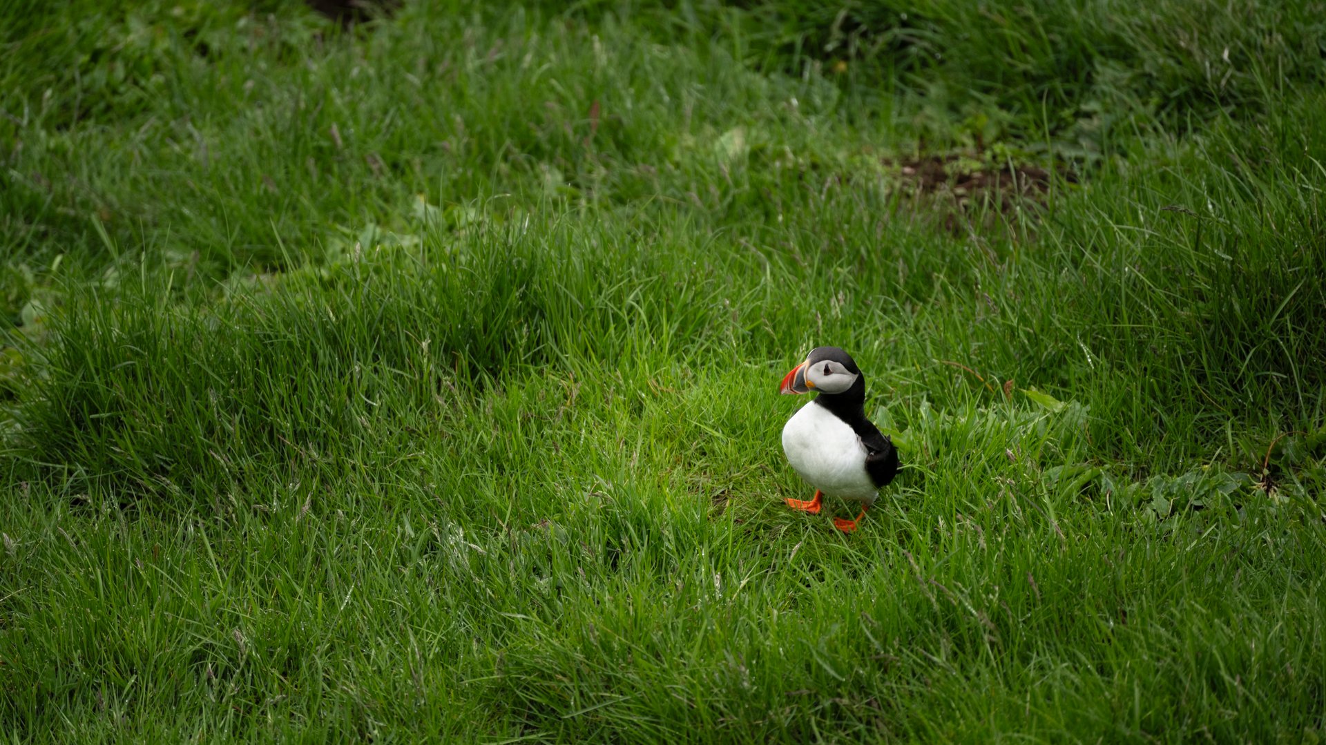 Puffin on the cliffs of Heimaey in June, Westman Islands Iceland