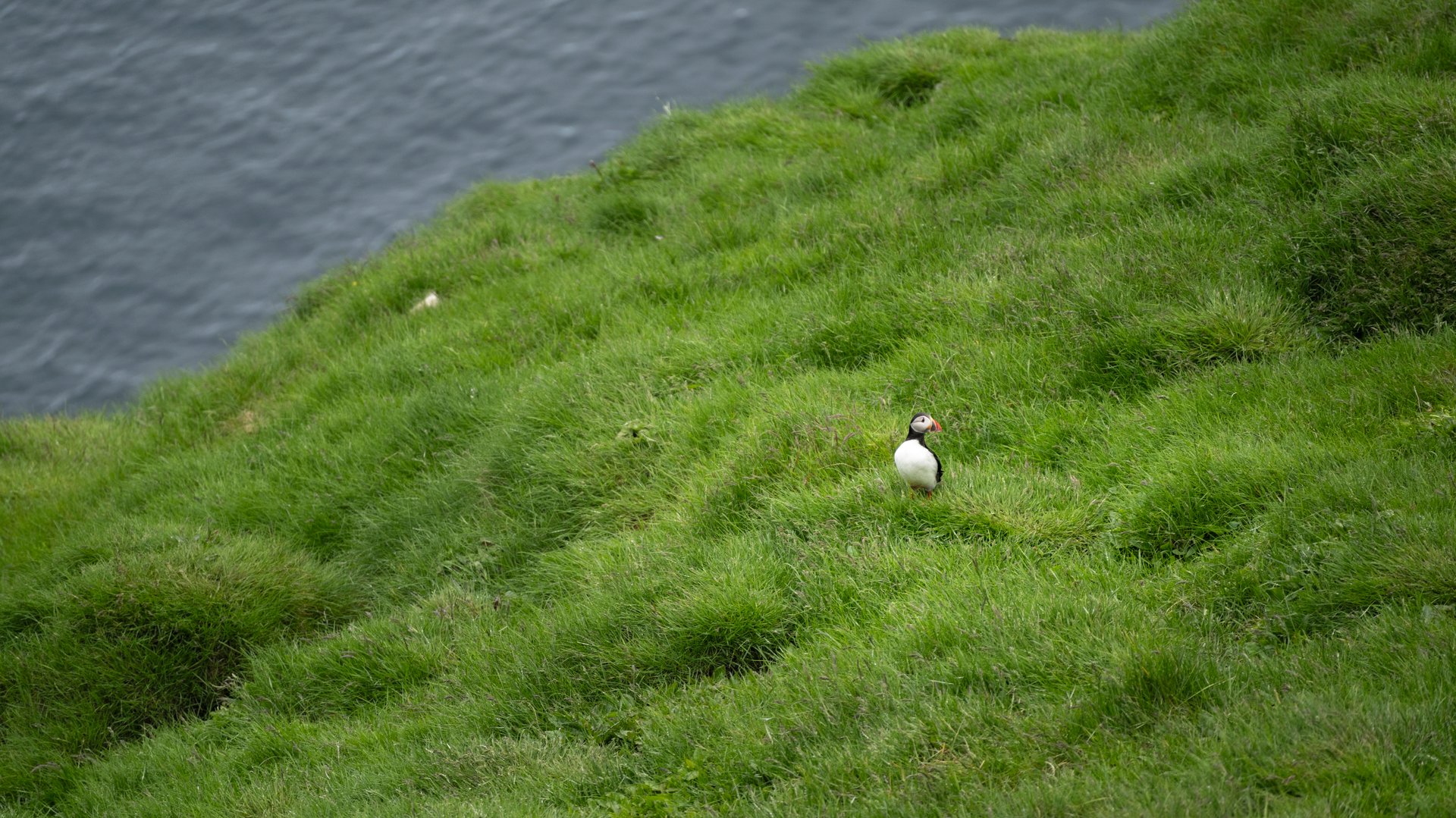 Puffins nesting on the cliffs of Heimaey in June, Westman Islands Iceland
