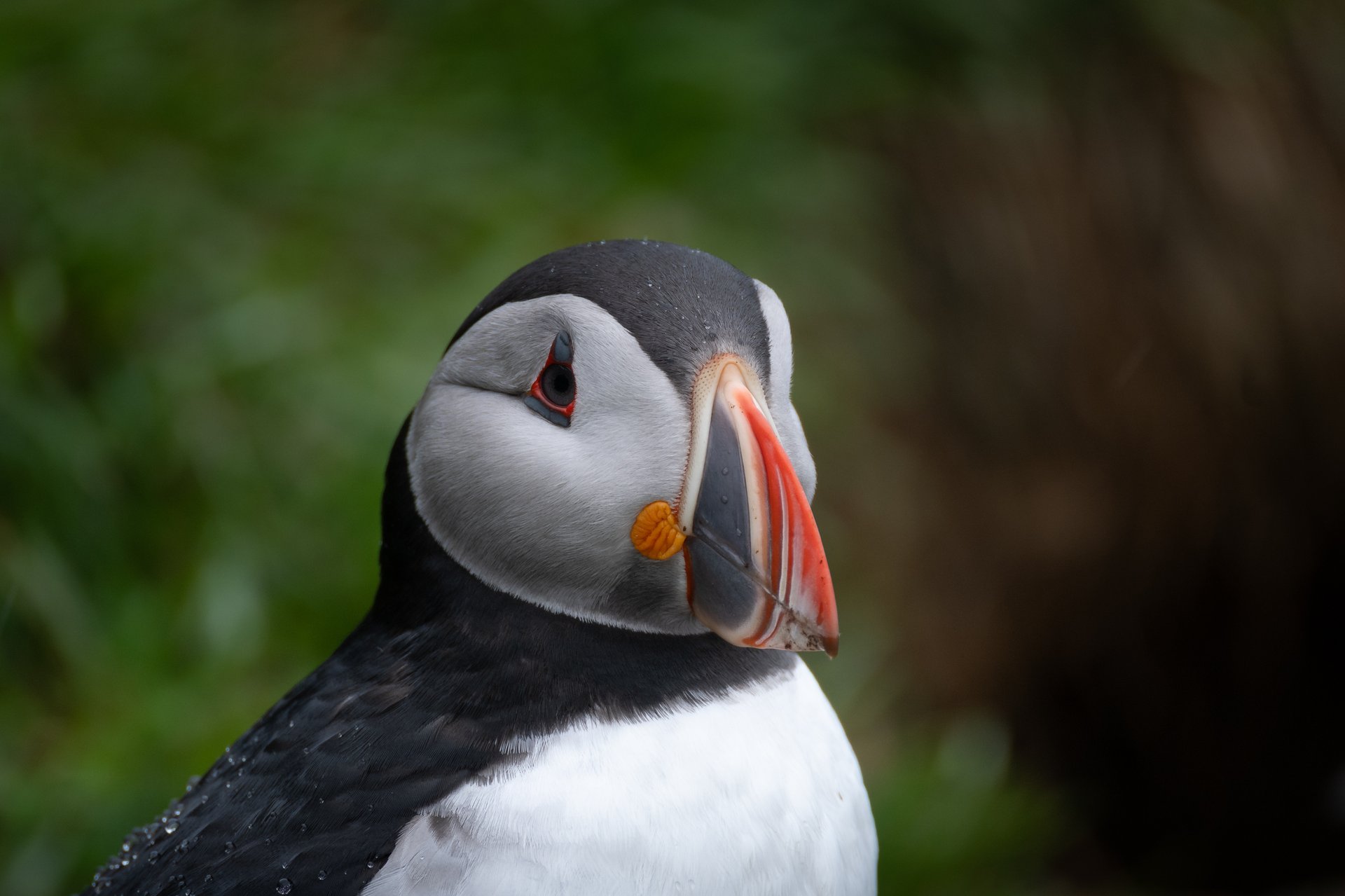Close-up portrait of an Atlantic puffin with its colourful beak in Iceland