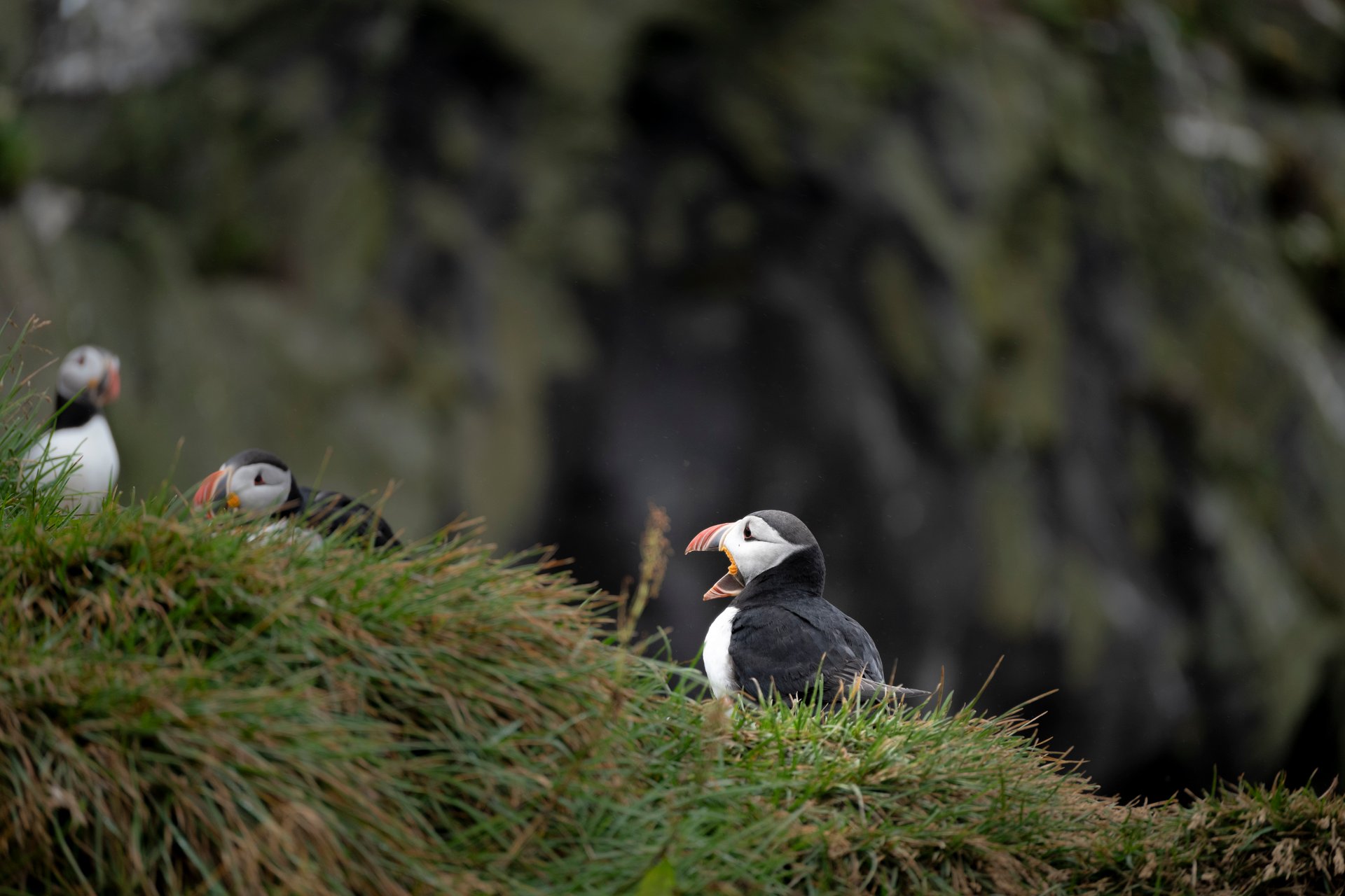 Atlantic puffins sitting on a grassy cliff in Iceland during breeding season