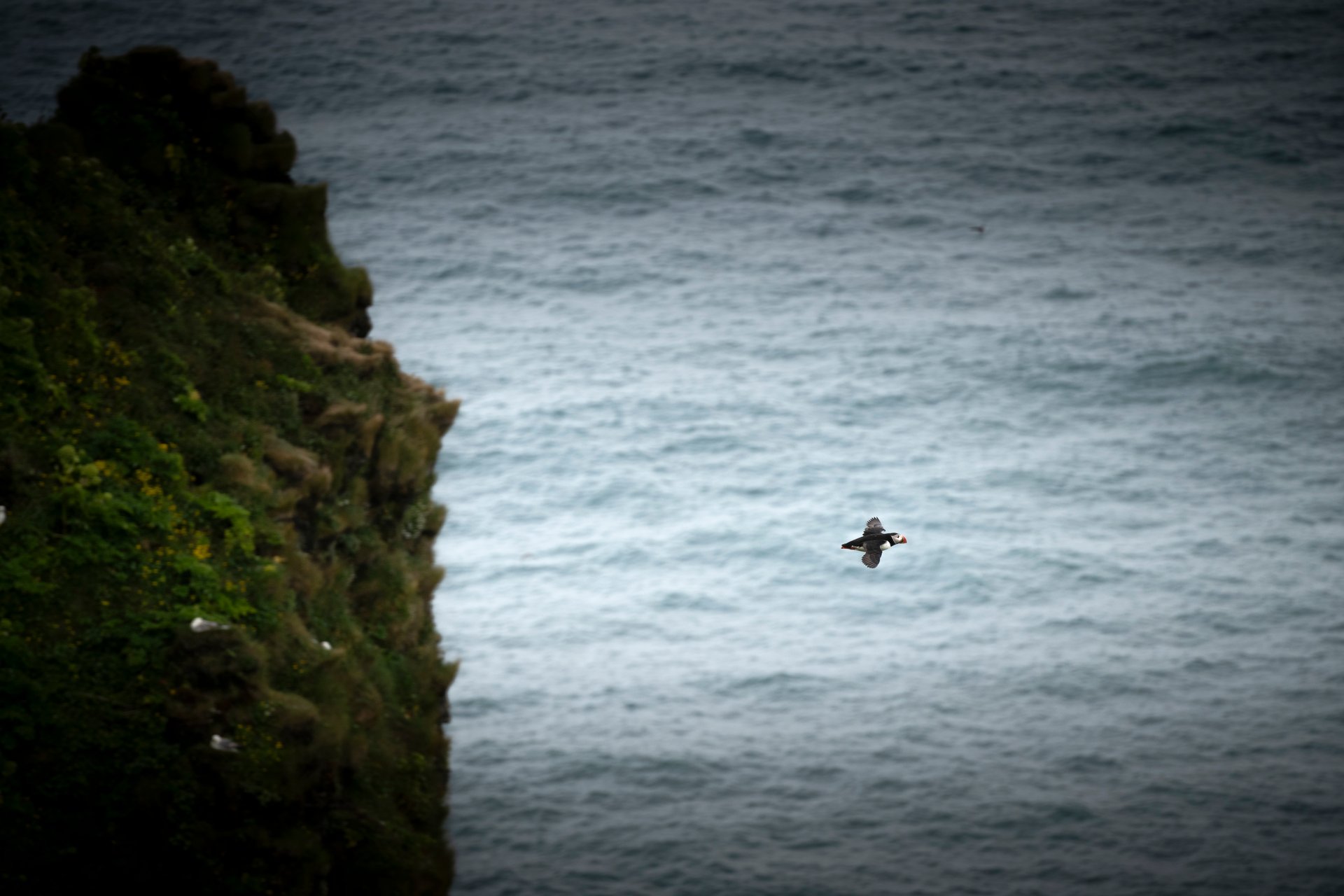 Puffin in flight over the North Atlantic with a cliff face in the background