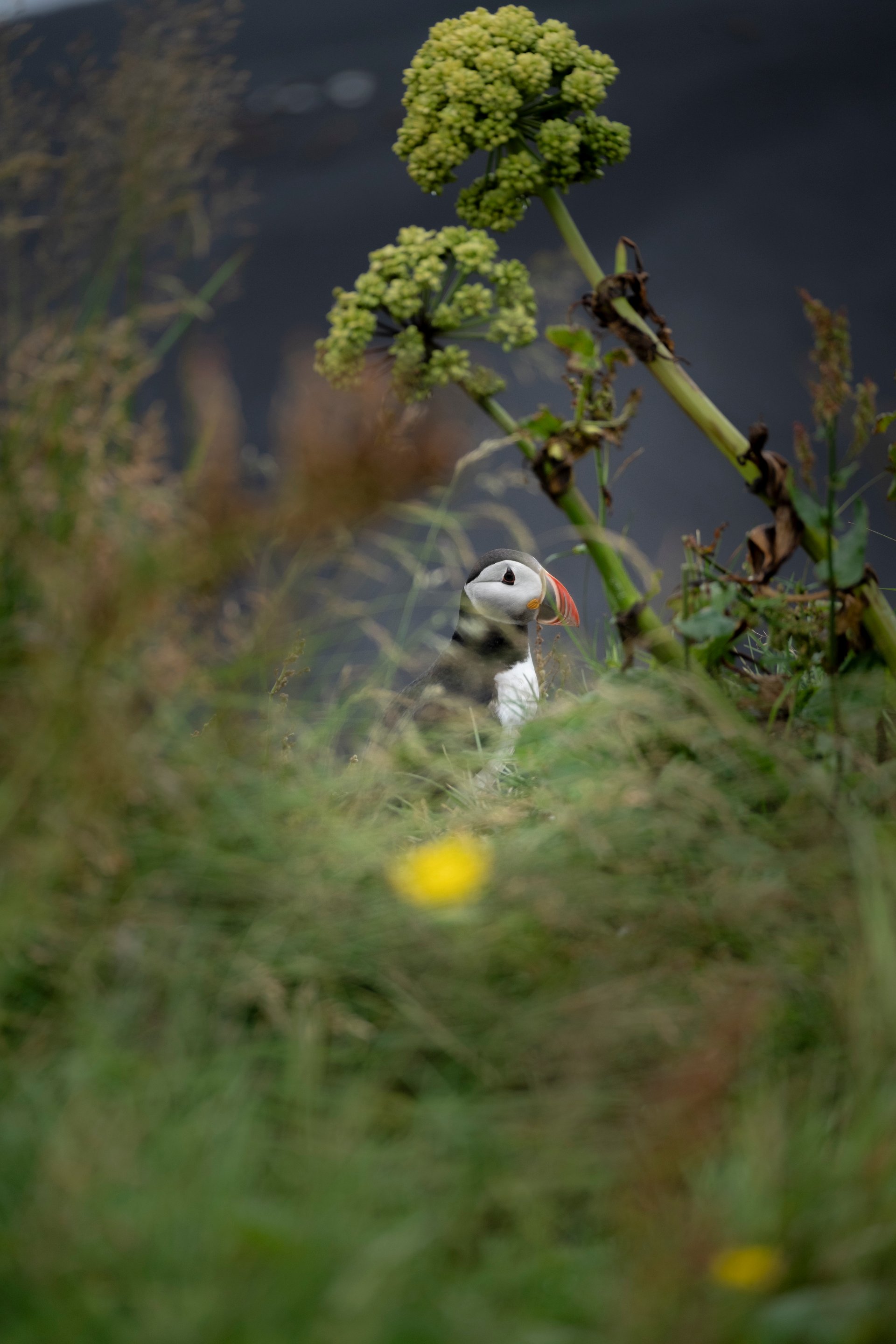 Puffin carrying grass and nesting material in its beak