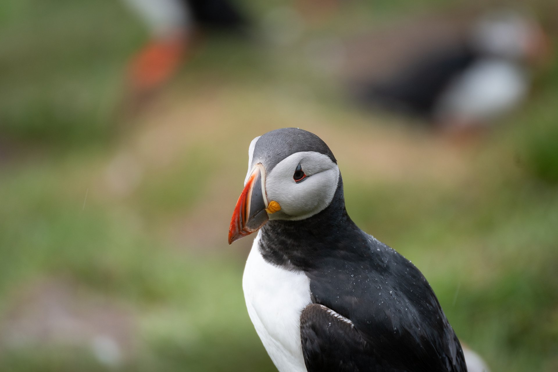 Atlantic puffin standing on a grassy slope with its colony in the background
