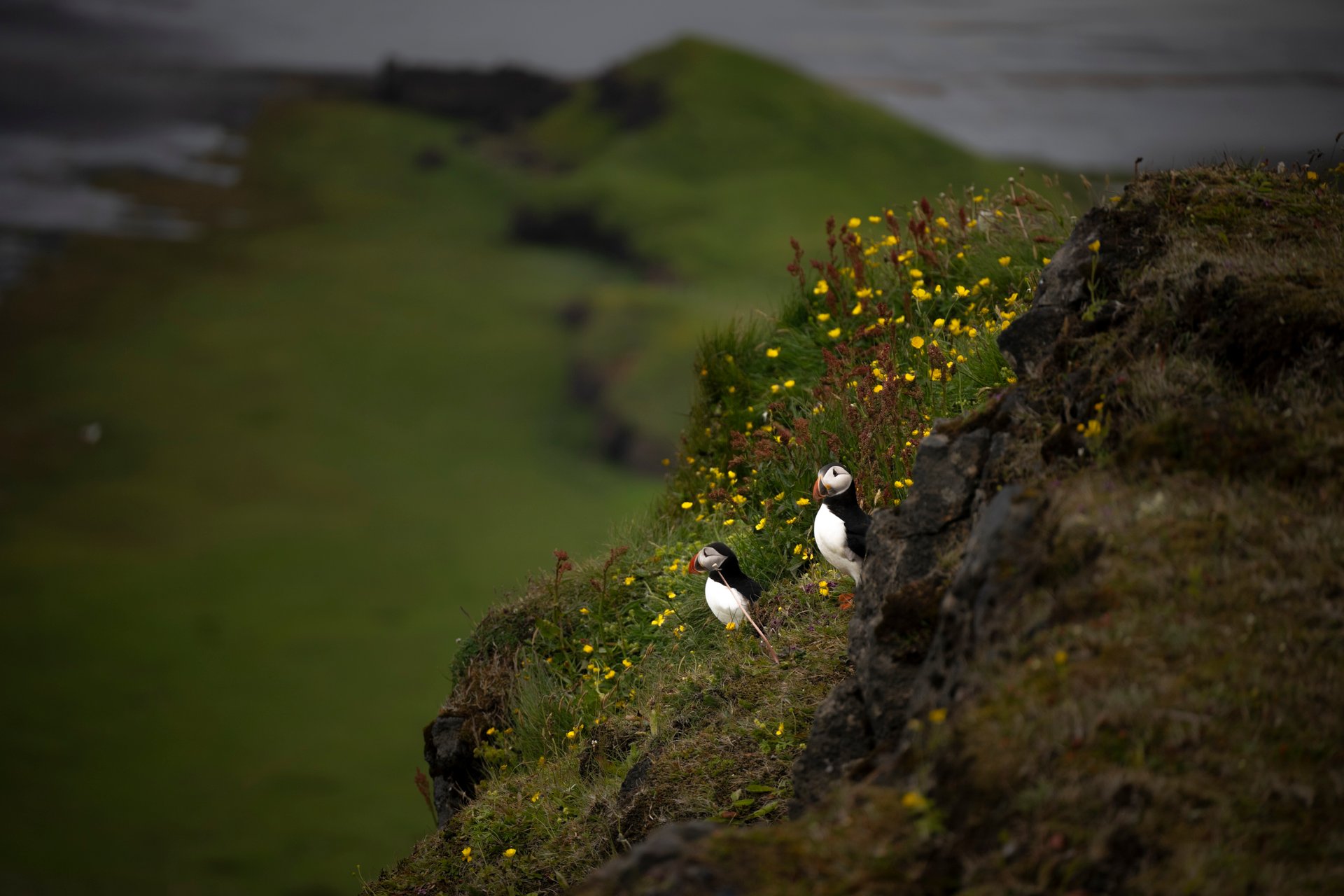 Puffin hidden among tall grass and angelica plants on a coastal cliff