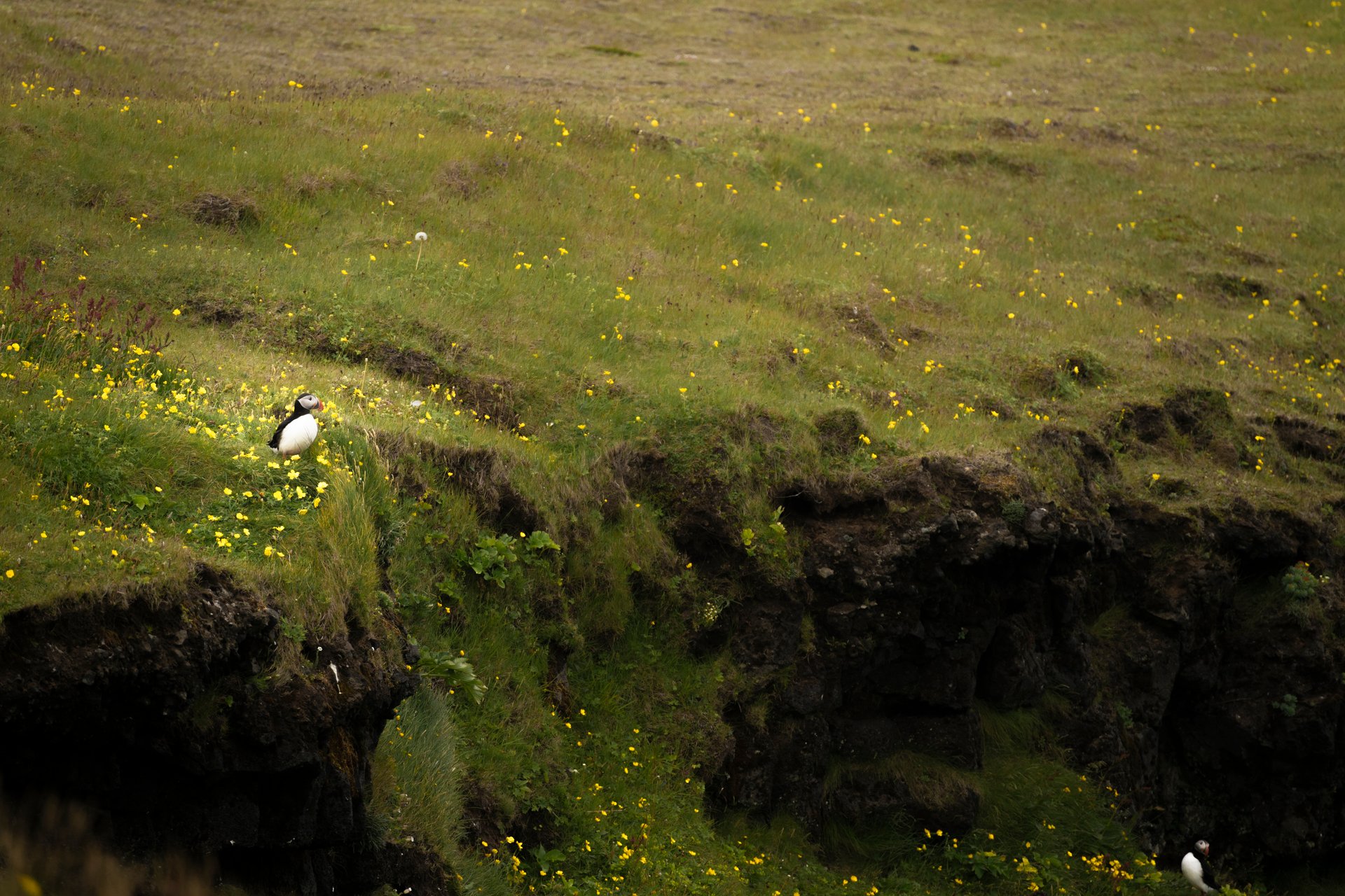 Two puffins perched on a cliff edge overlooking a green coastal landscape