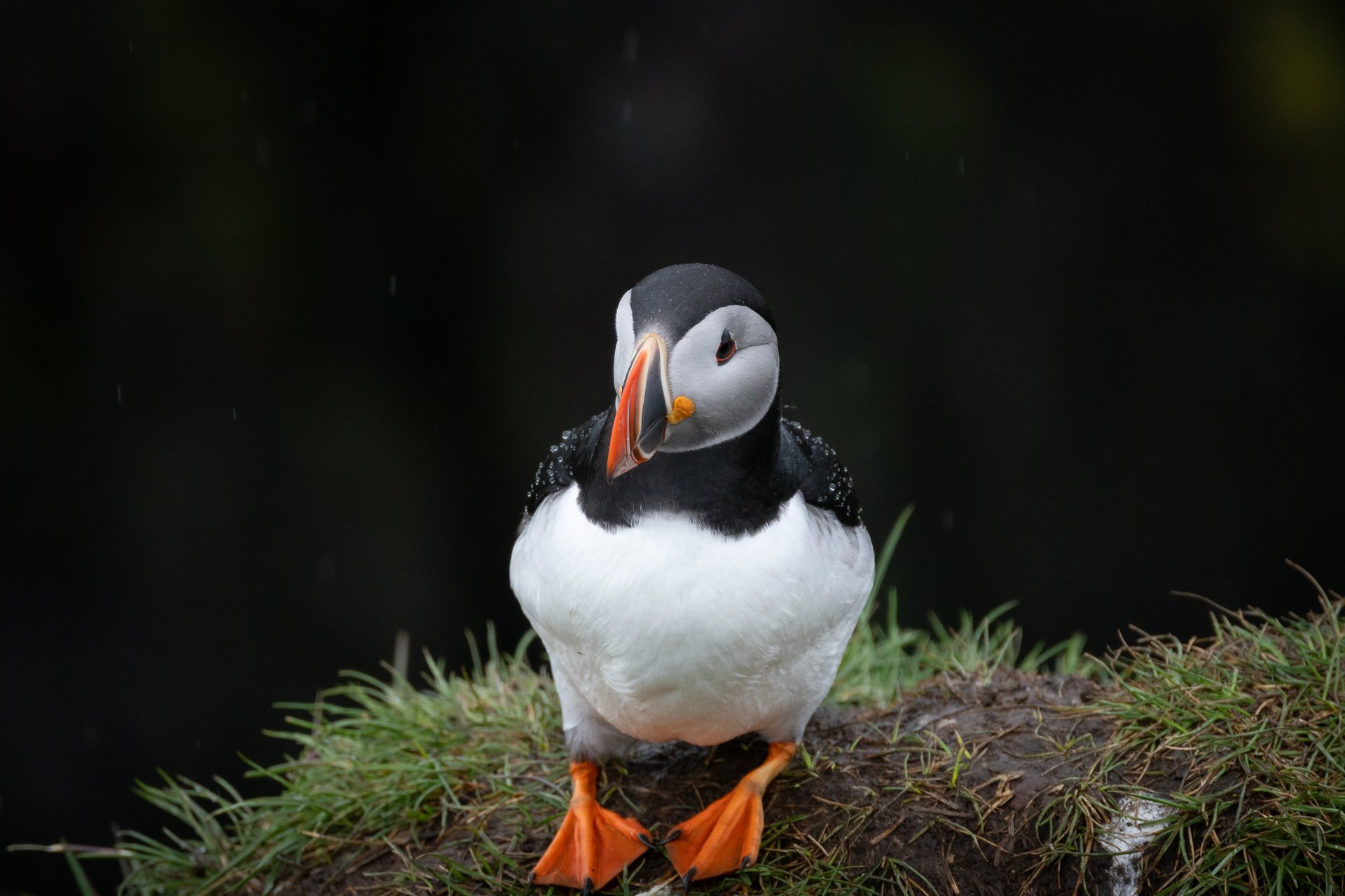 Puffin standing face-on at close range on a mossy cliff in Iceland