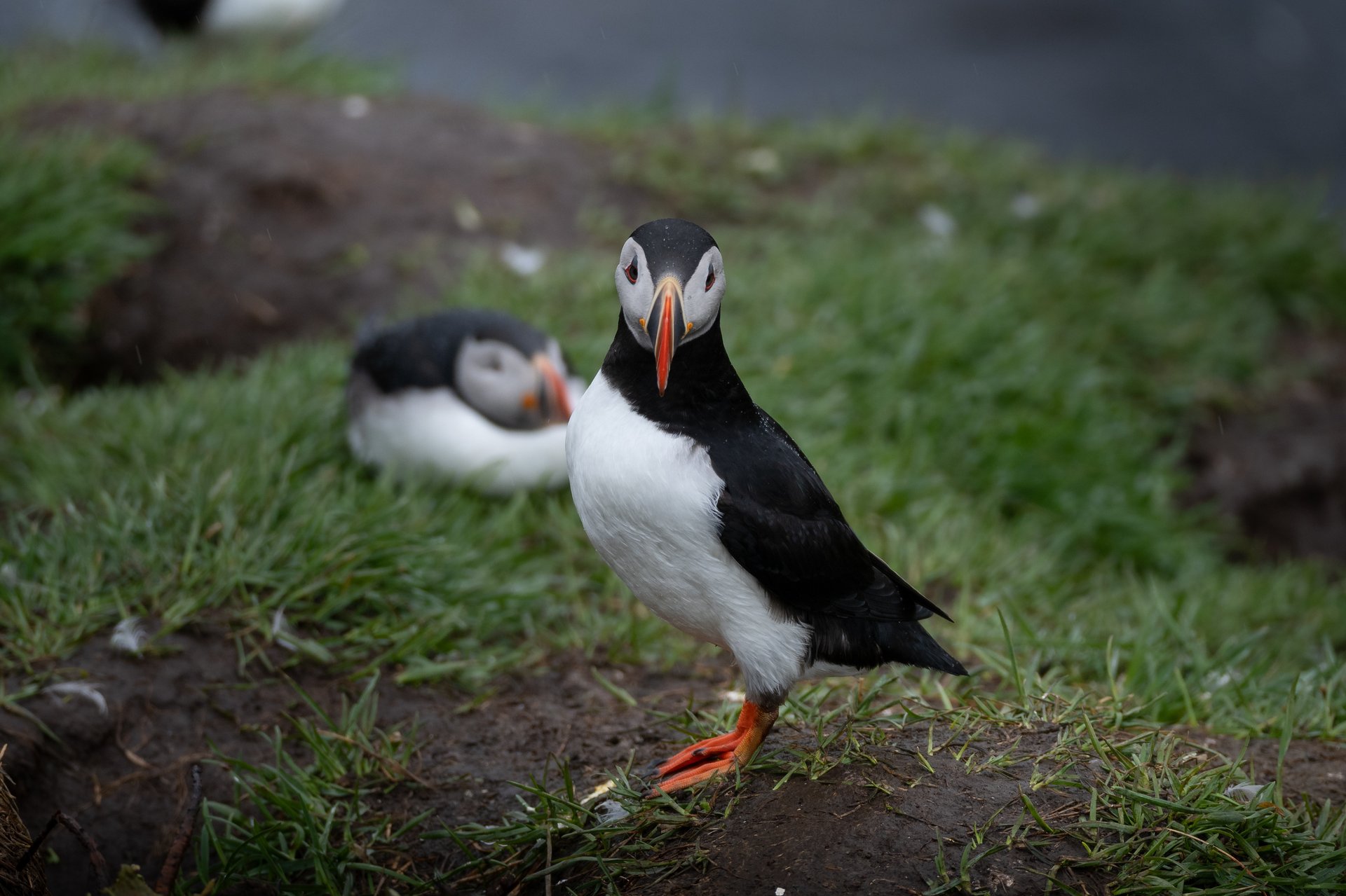 Puffin standing upright on a grassy mound, showing its full front profile and bright orange feet