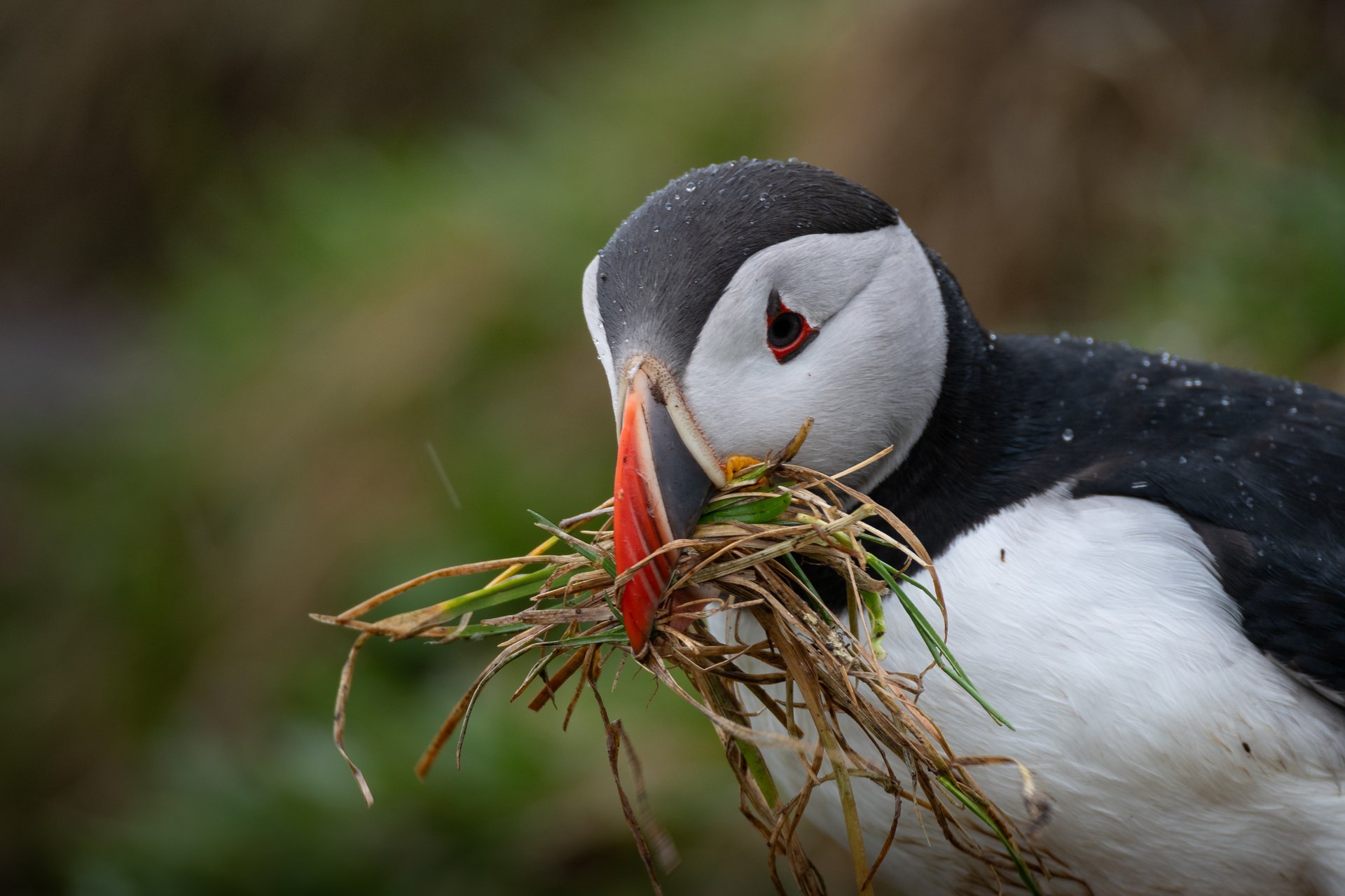 Puffin walking on grass with another puffin resting behind it