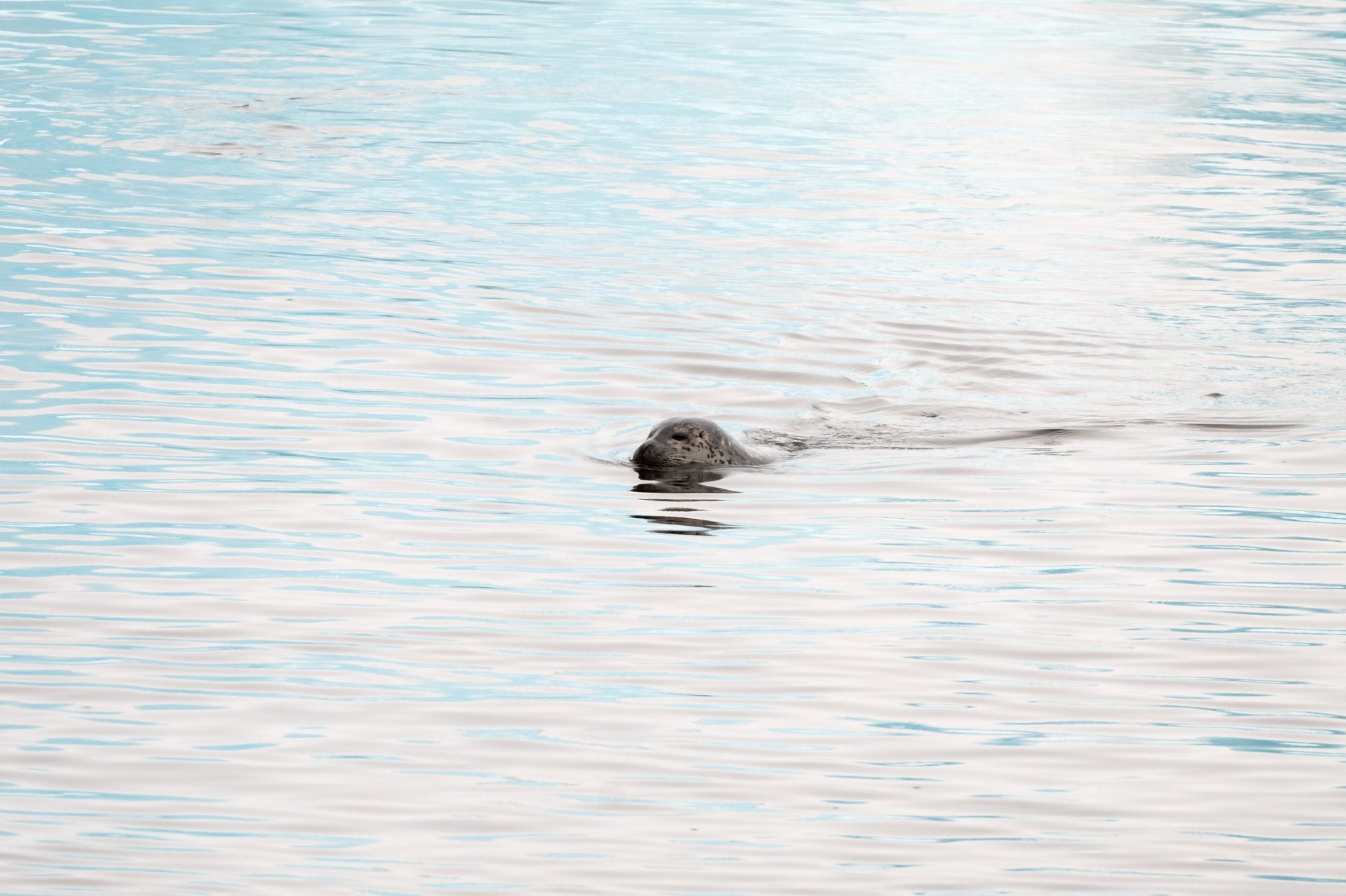 Jökulsárlón glacier lagoon sunset Iceland