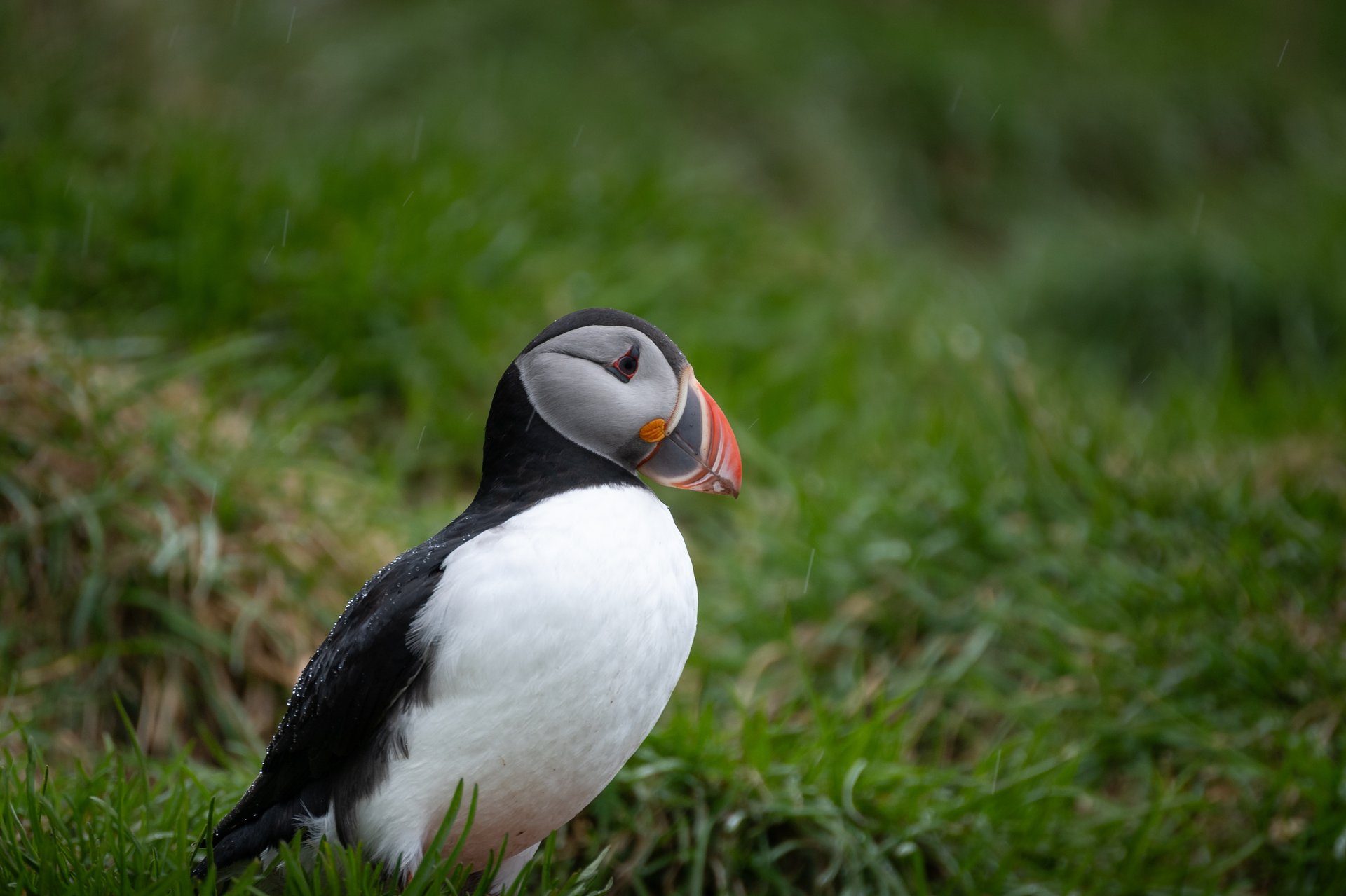 Atlantic puffins Iceland South Coast