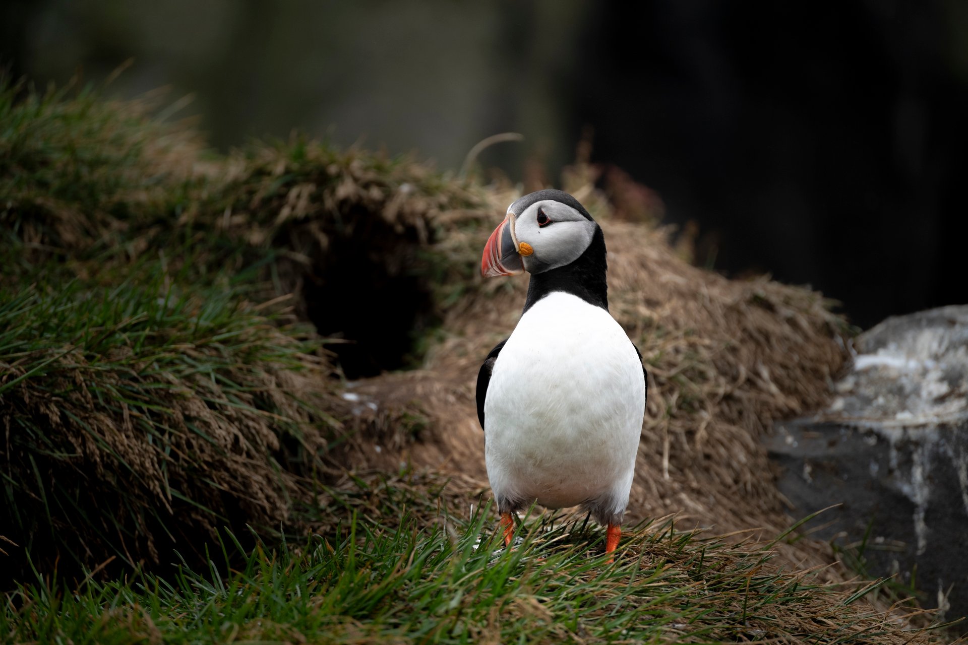 Puffin close-up Iceland seabird