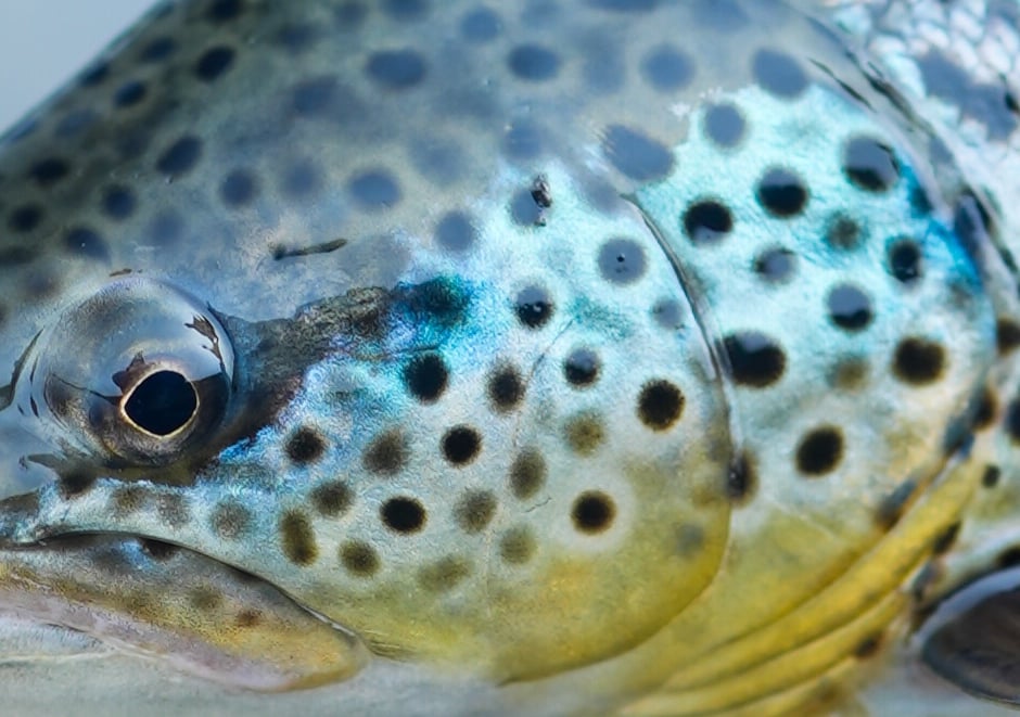 Private fly fishing adventure West Rangá River with professional guide