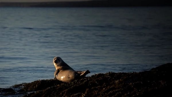 Kirkjufell mountain - Iceland's most photographed peak on Snæfellsnes Peninsula