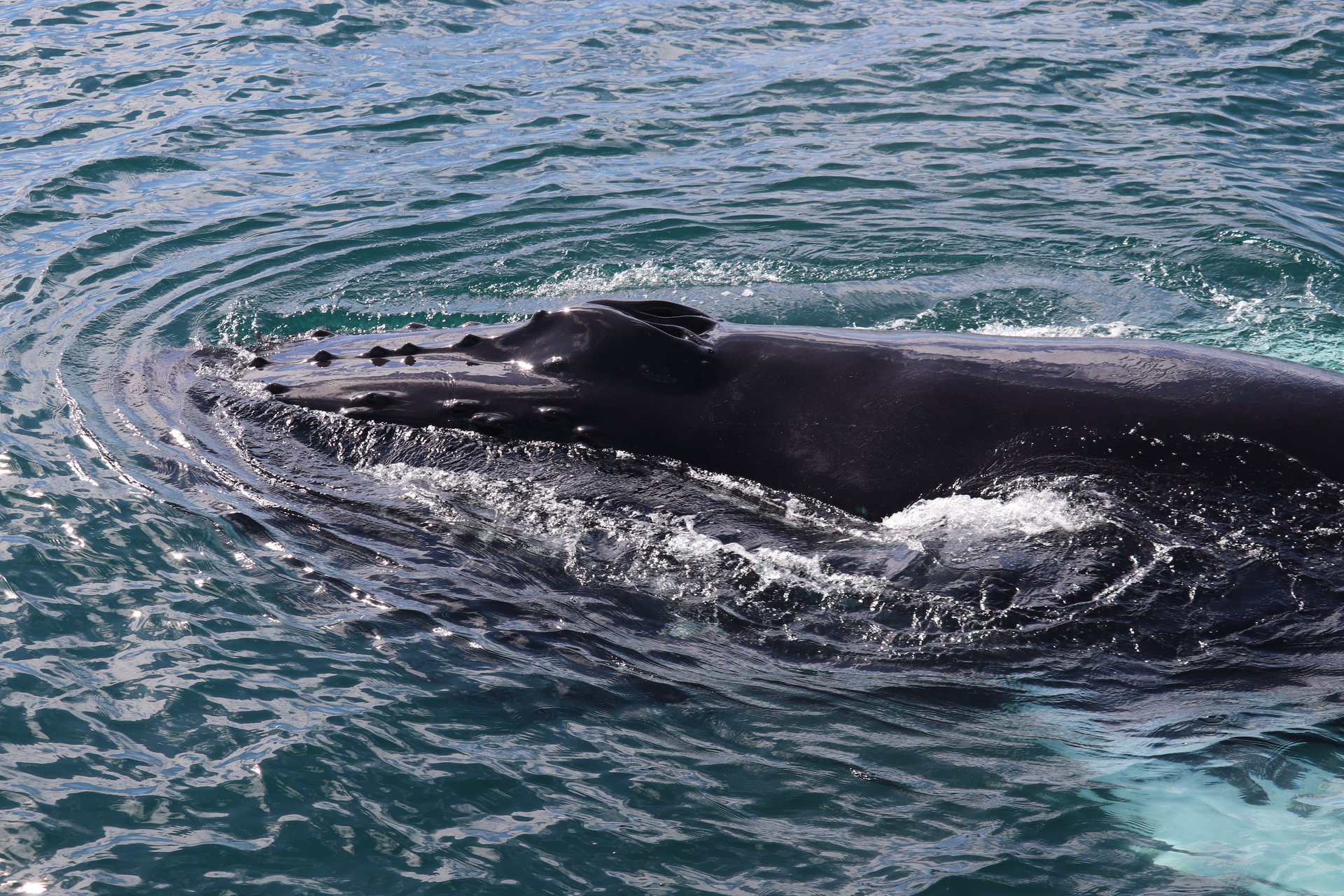 Expert marine biologist guiding whale watching tour from Reykjavík