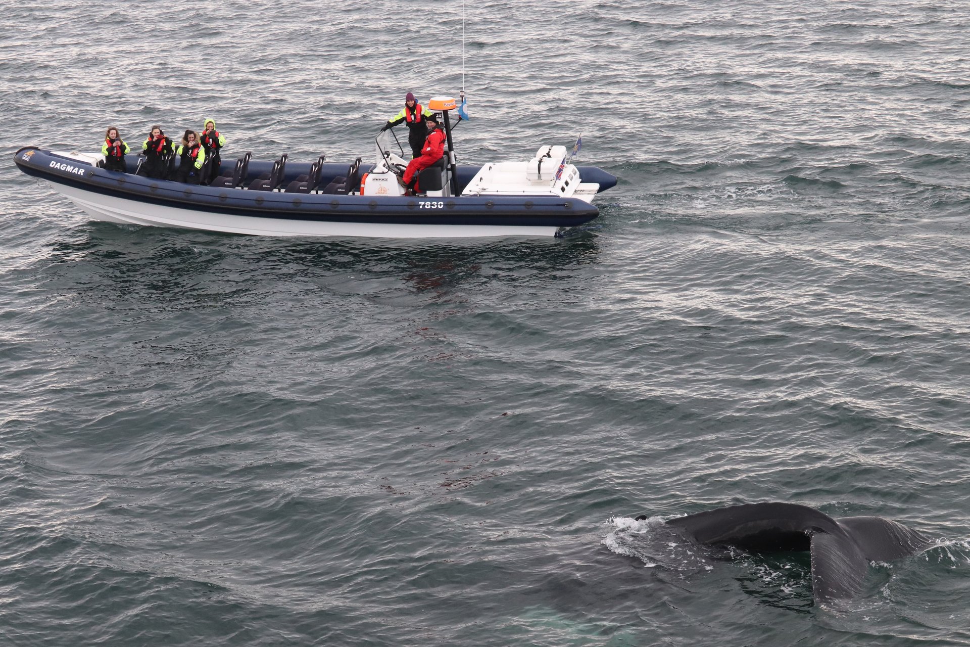 RIB boat approaching whale in Faxaflói Bay Reykjavík