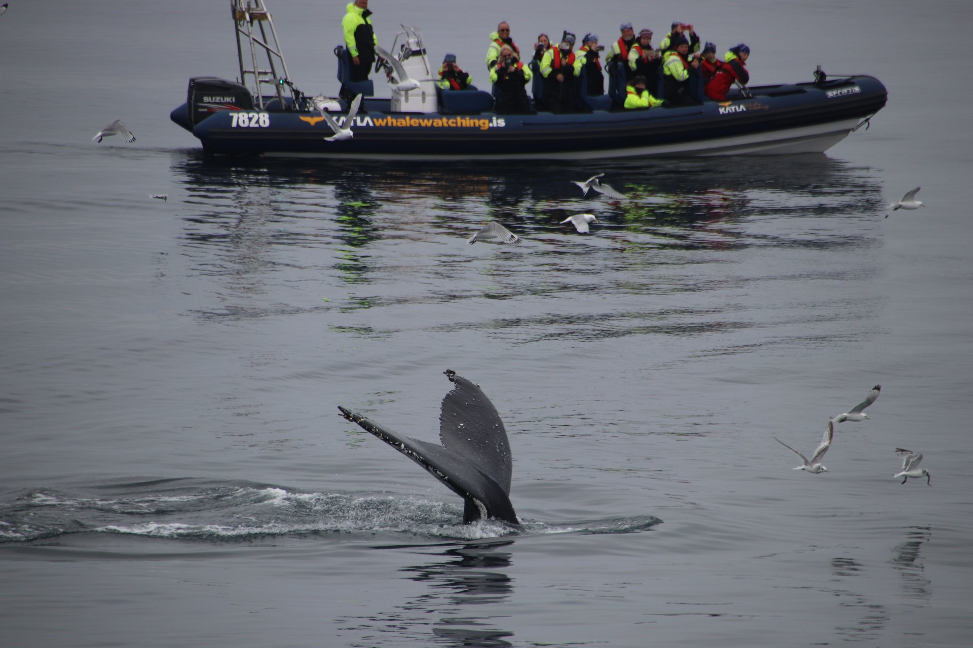 Small group experiencing close whale encounter on high-speed RIB boat