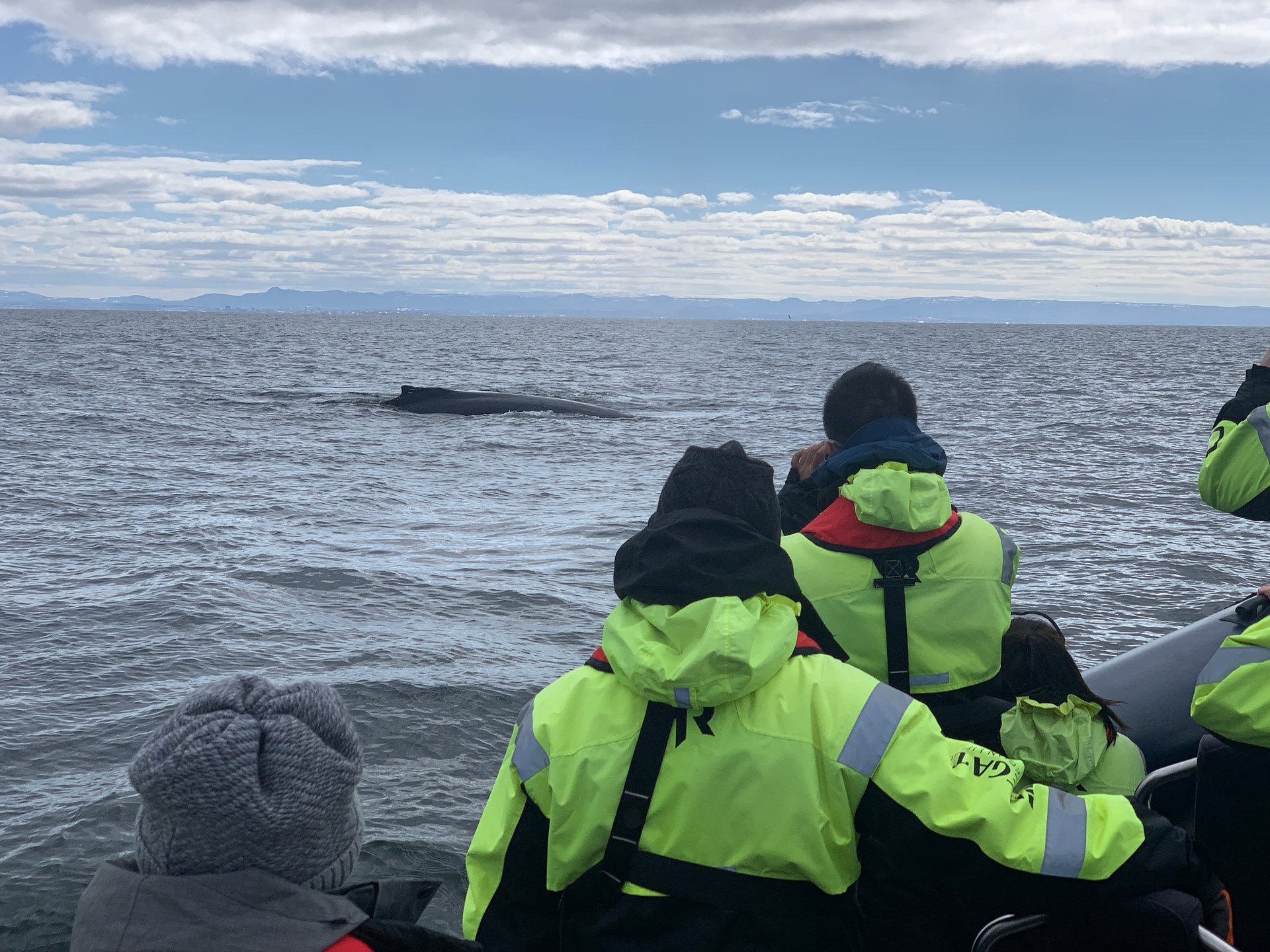 Humpback whale breaching near rigid inflatable boat Reykjavík