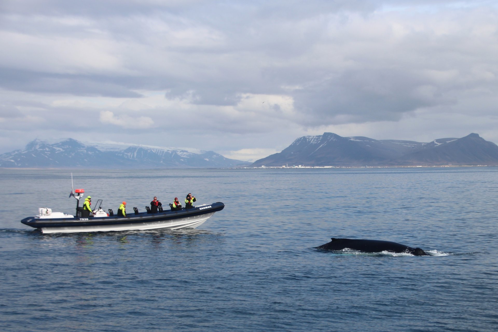 Intimate small group whale watching on rigid inflatable boat from Reykjavík