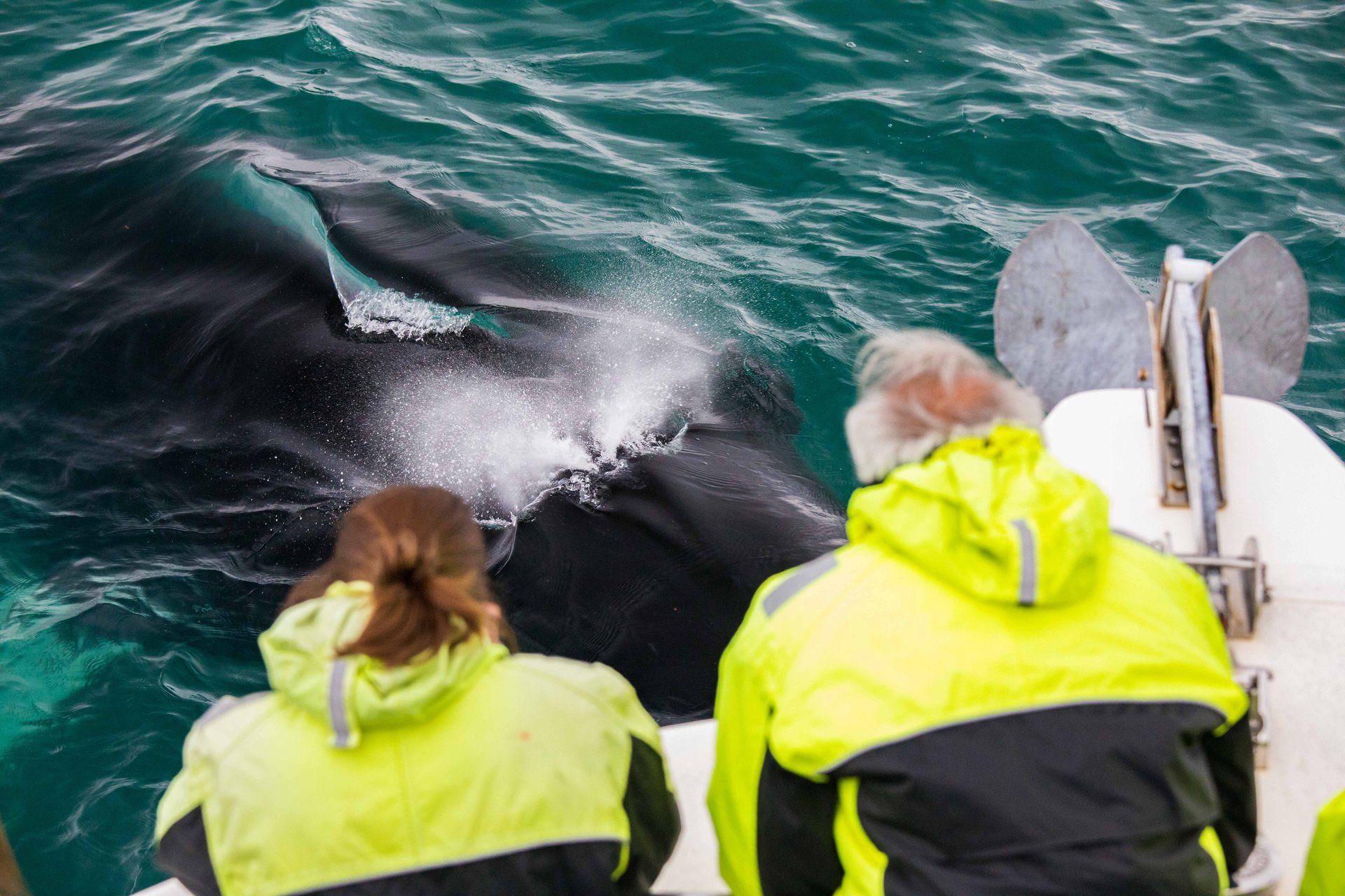 Marine wildlife observation on classic whale watching tour from Reykjavík