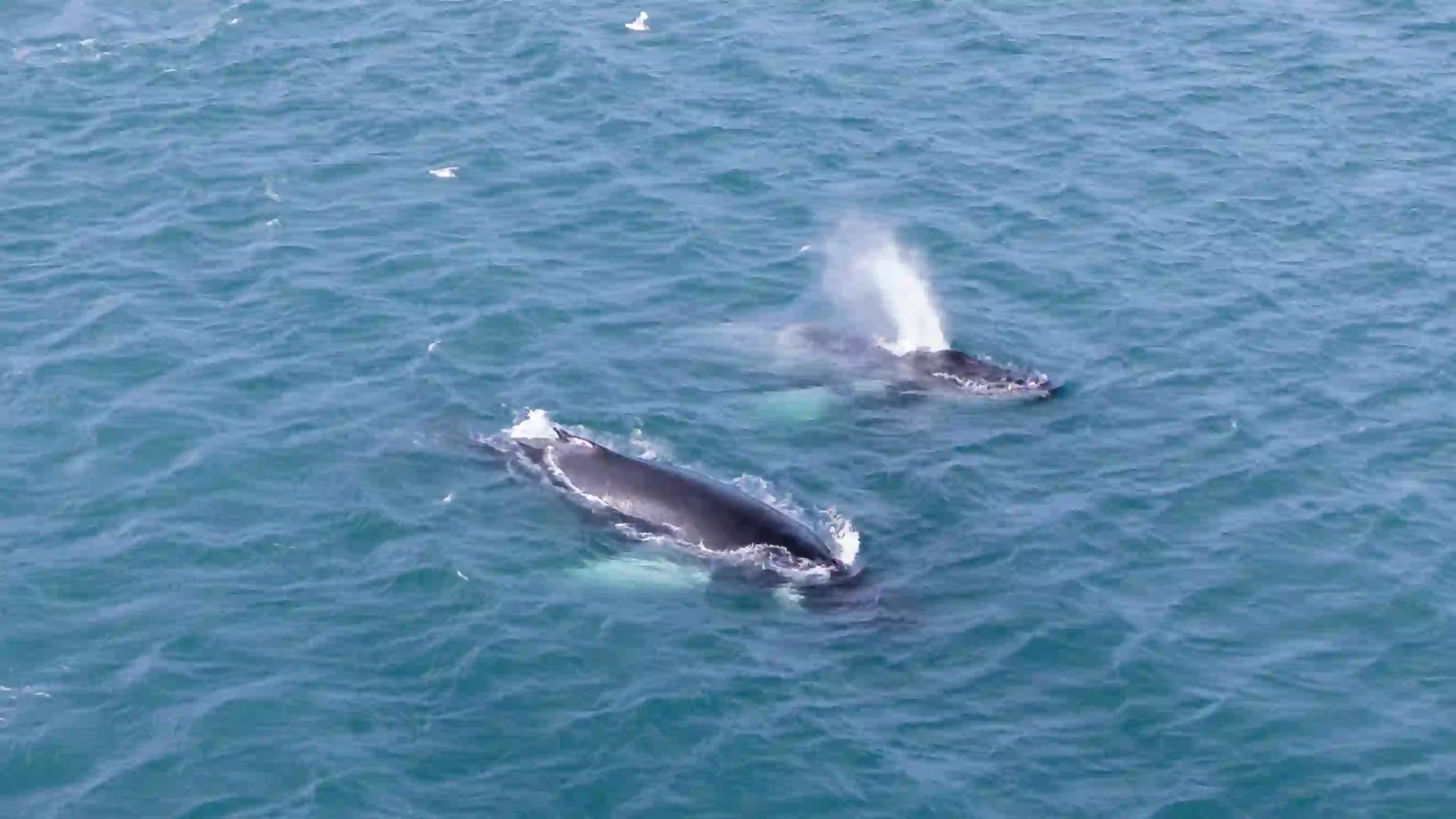 Whale Watching experiences in Iceland