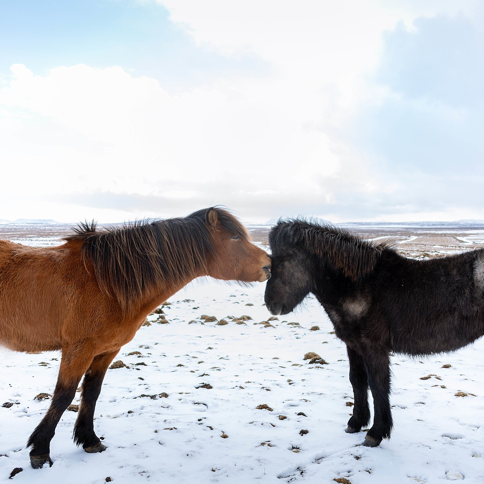 Geothermal energy utilization in modern Icelandic agriculture