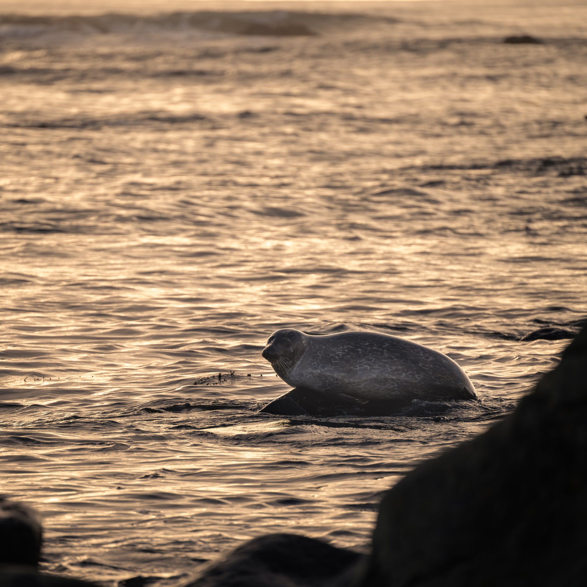 Moss-covered lava fields in Snæfellsjökull National Park
