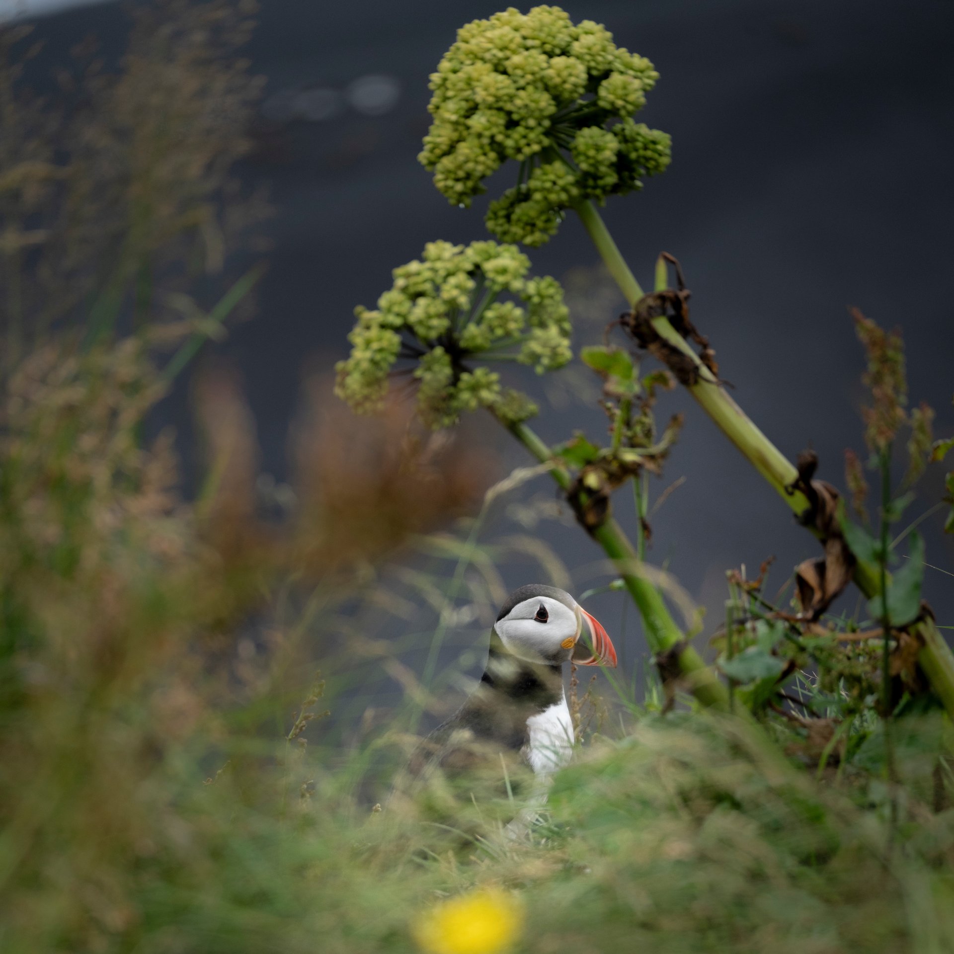 Private Westman Islands tour with professional island guide