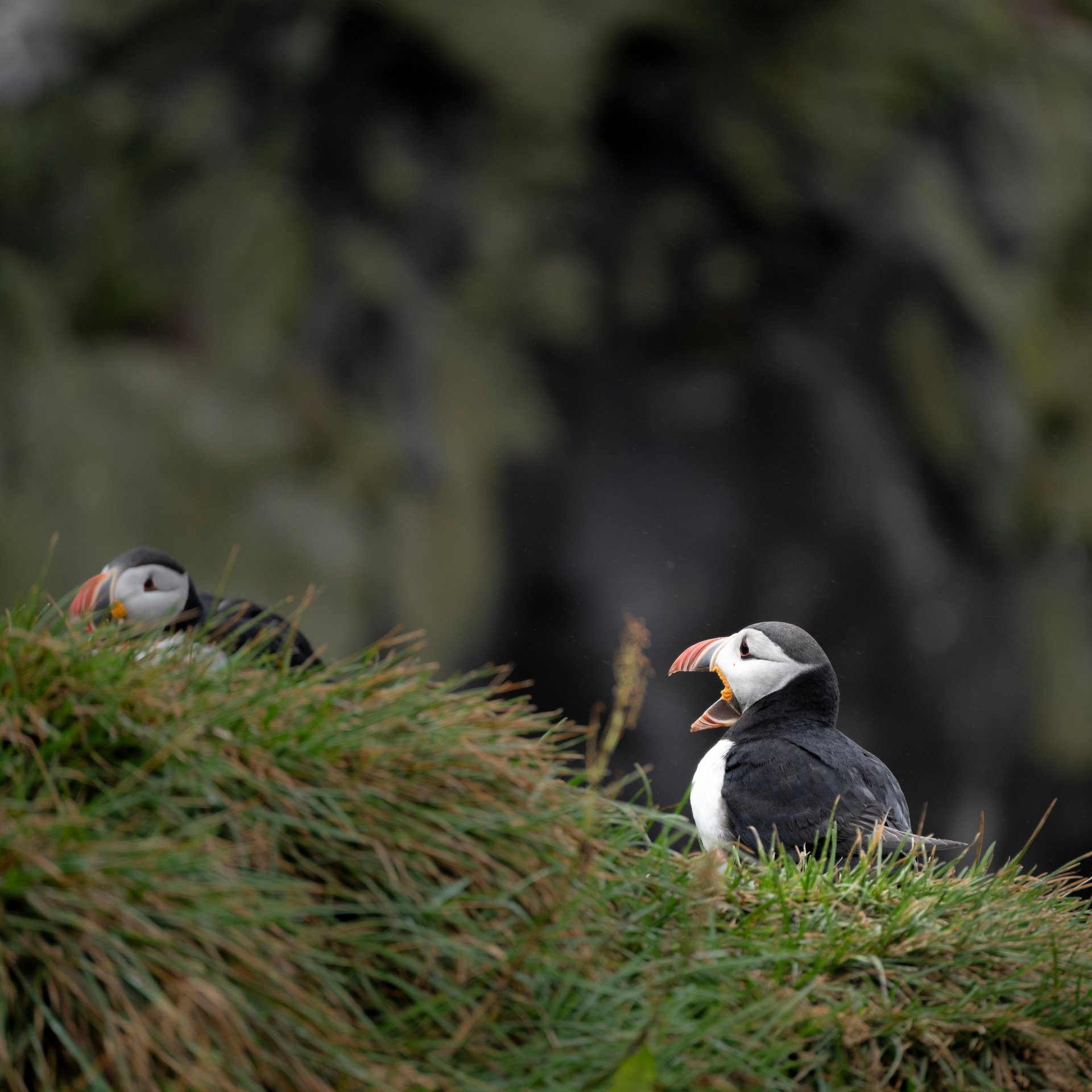 Elephant Rock basalt formation with dramatic coastal scenery