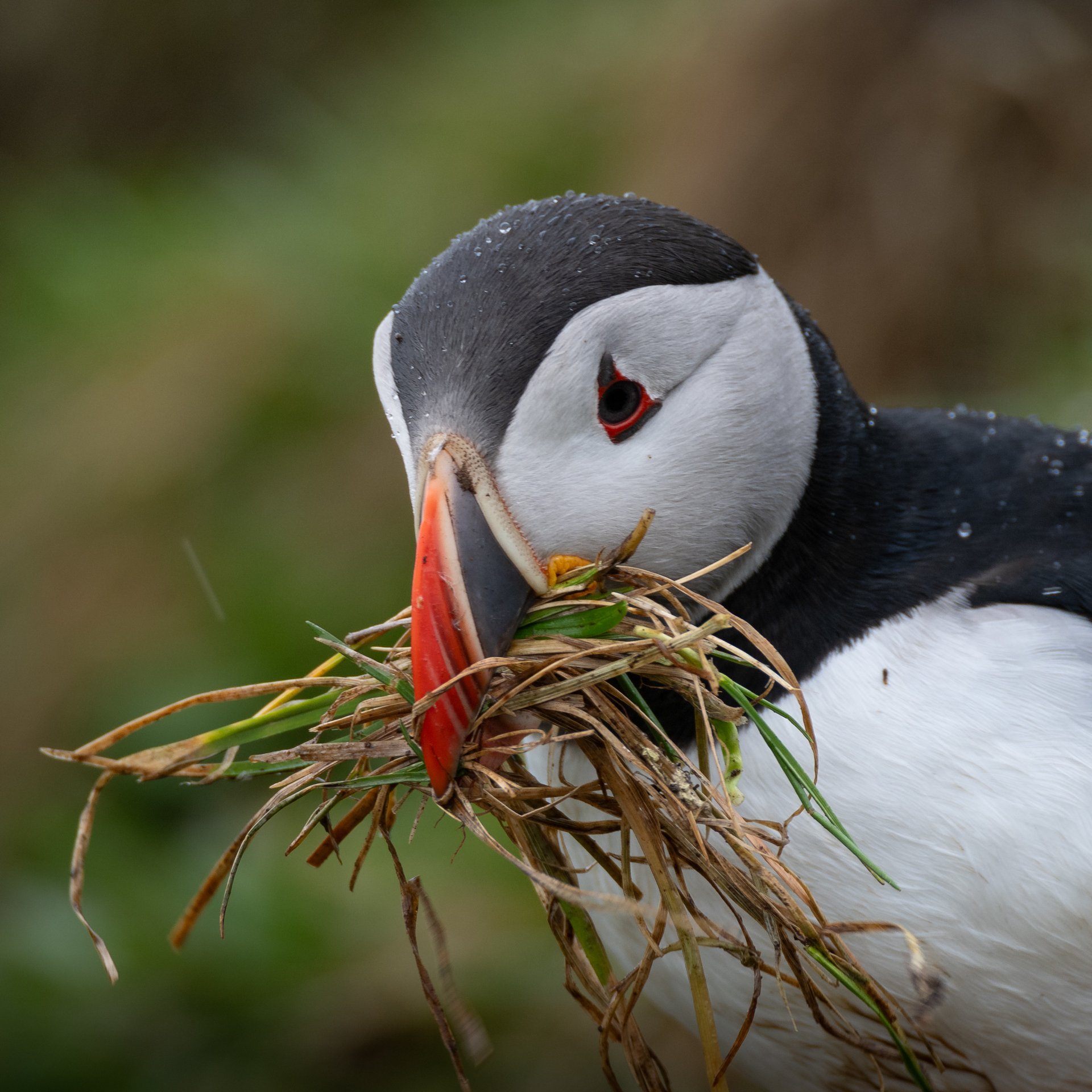 Eldheimar Museum exhibits and 1973 volcanic eruption history displays