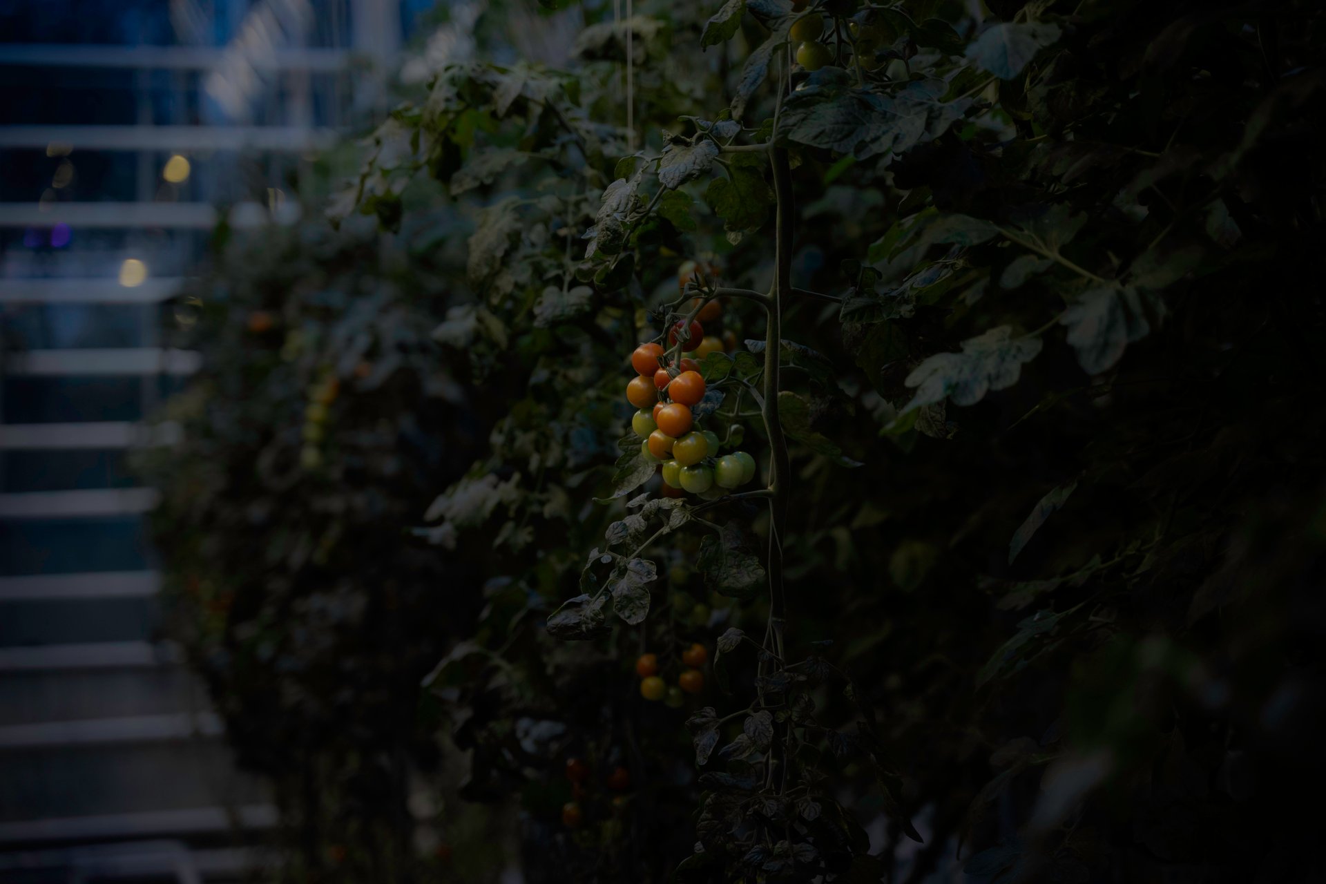 Geothermal greenhouse at Friðheimar farm with fresh tomatoes and Golden Circle landscape backdrop