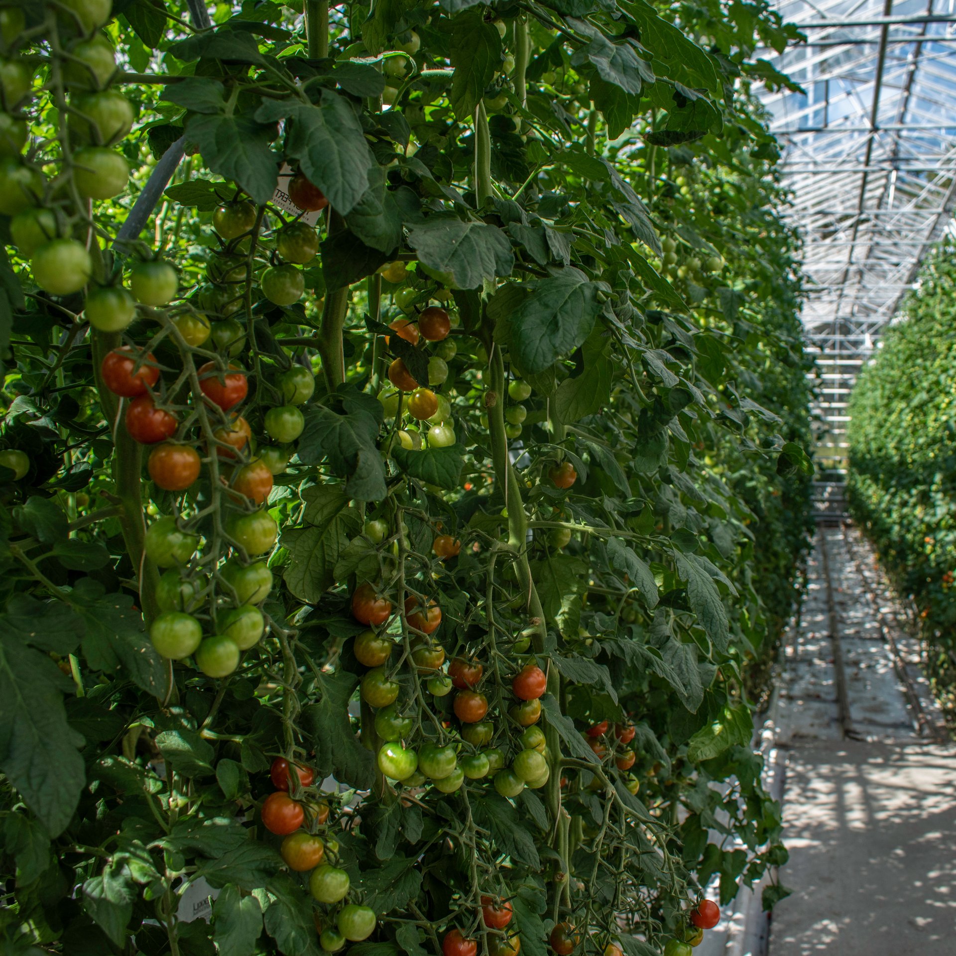 Friðheimar geothermal greenhouse interior with fresh tomato plants and dining area