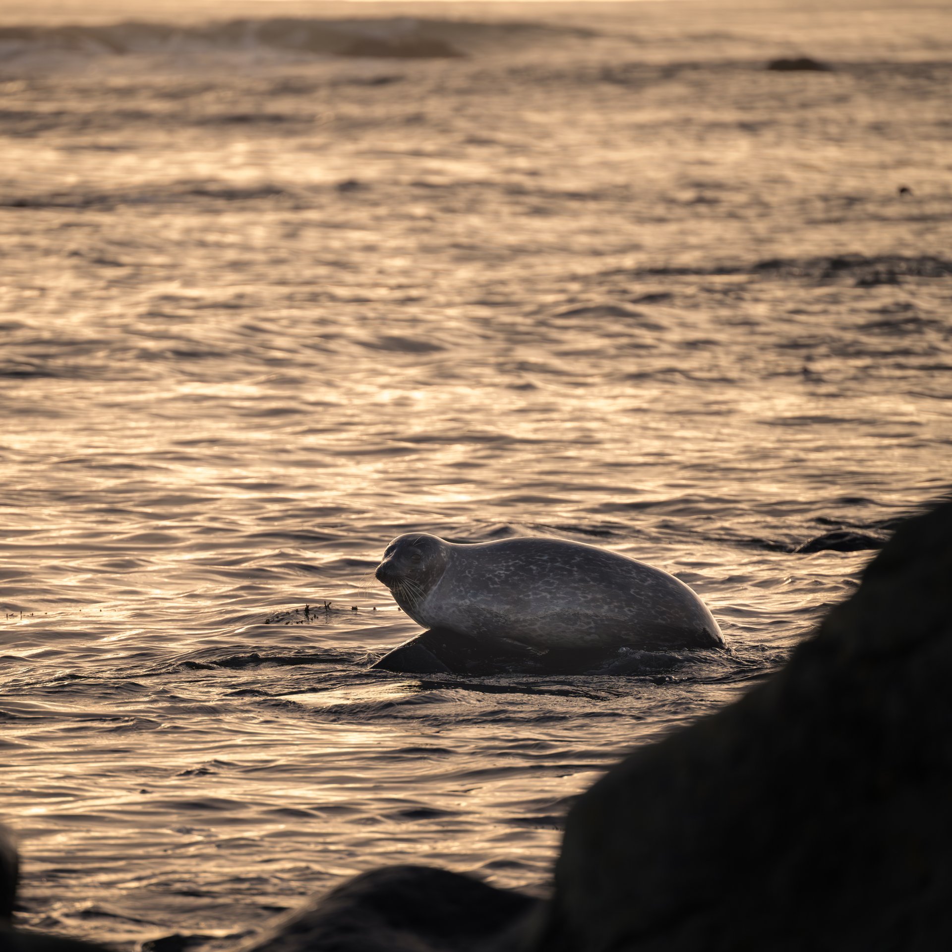 Harbor seals basking on golden sand beach at Ytri Tunga, Snæfellsnes Peninsula
