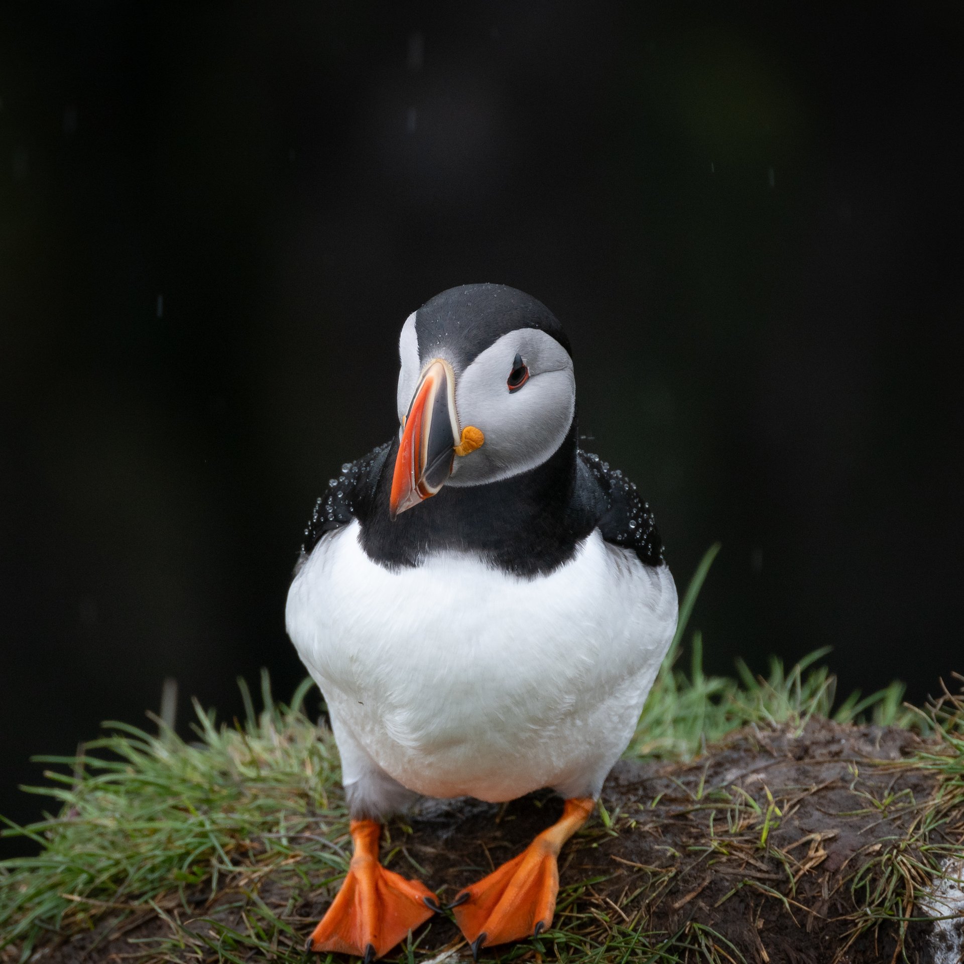 Atlantic puffins at Höfði cape with close-up views of nesting colonies and ocean backdrop