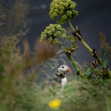 Dettifoss Europe's most powerful waterfall thundering cascade
