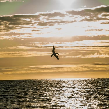 Akureyri northern capital with colorful houses and church