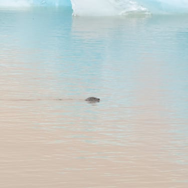 Friðheimar greenhouse tomatoes