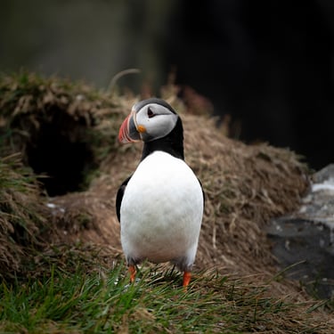 Iceland's golden hour coastal landscapes