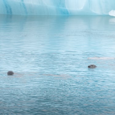 East Fjords coastal scenery with fjord and mountains