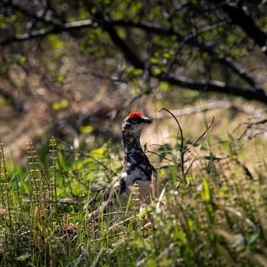 Geothermal steam vents in Landmannalaugar