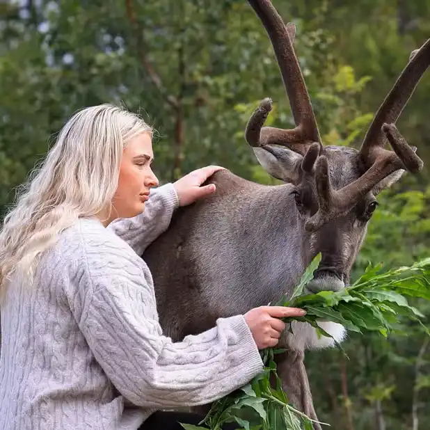 Reindeer Park East Iceland with Arctic reindeer encounters