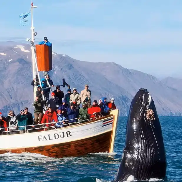 Whale watching expedition from Húsavík harbor in North Iceland