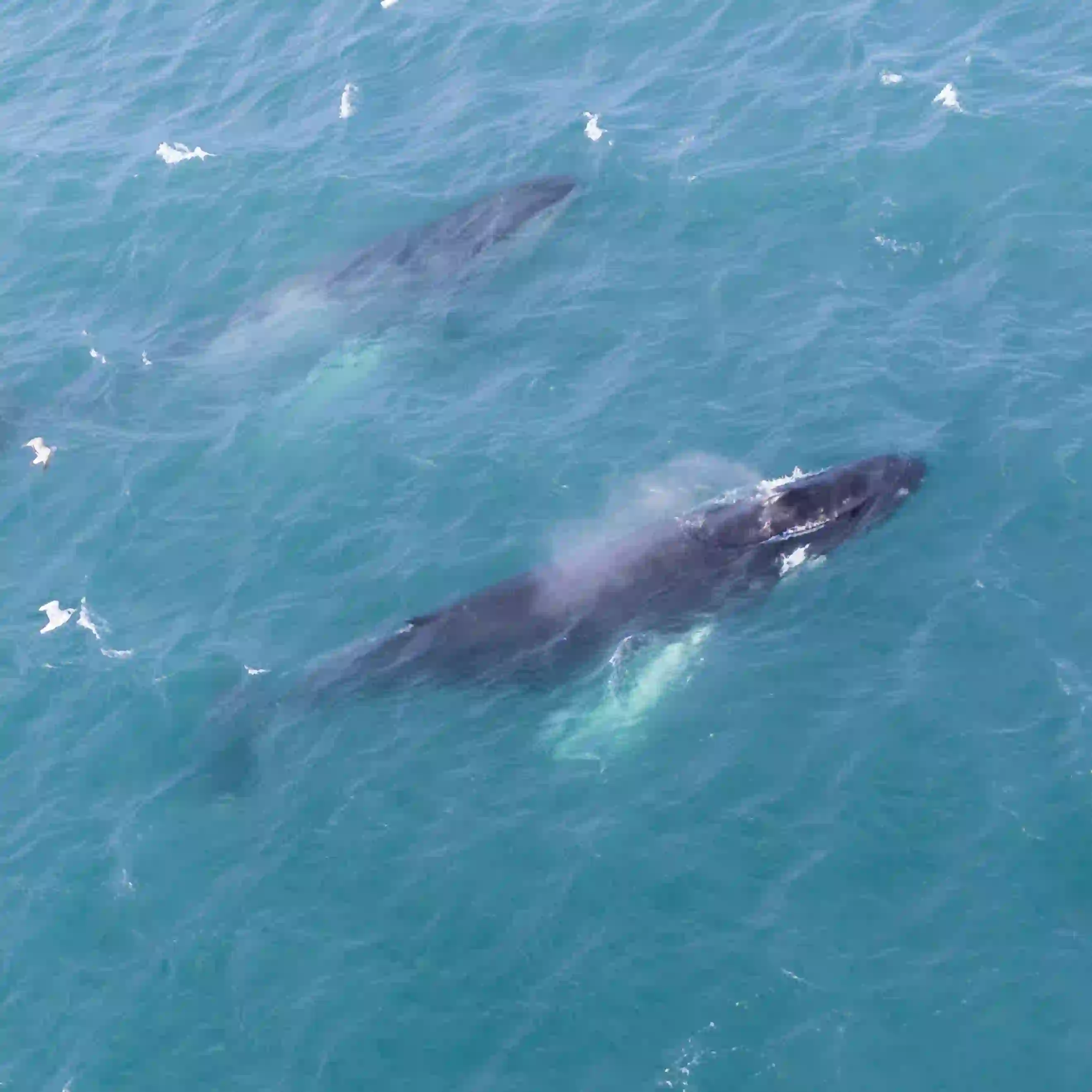 Whale watching tour from Akureyri with humpback whale sighting