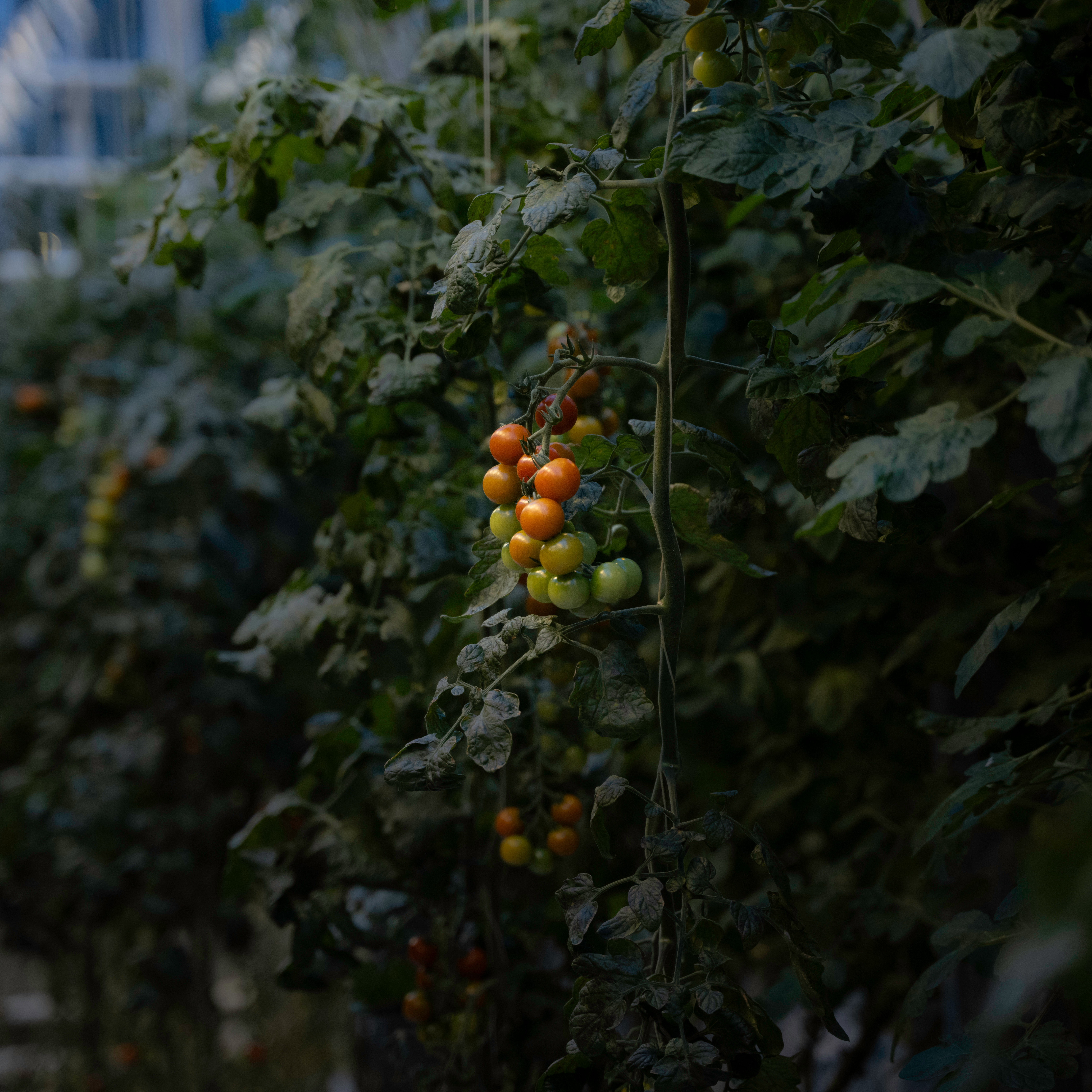 Soaking in Laugarvatn's geothermal waters during a private Golden Circle adventure